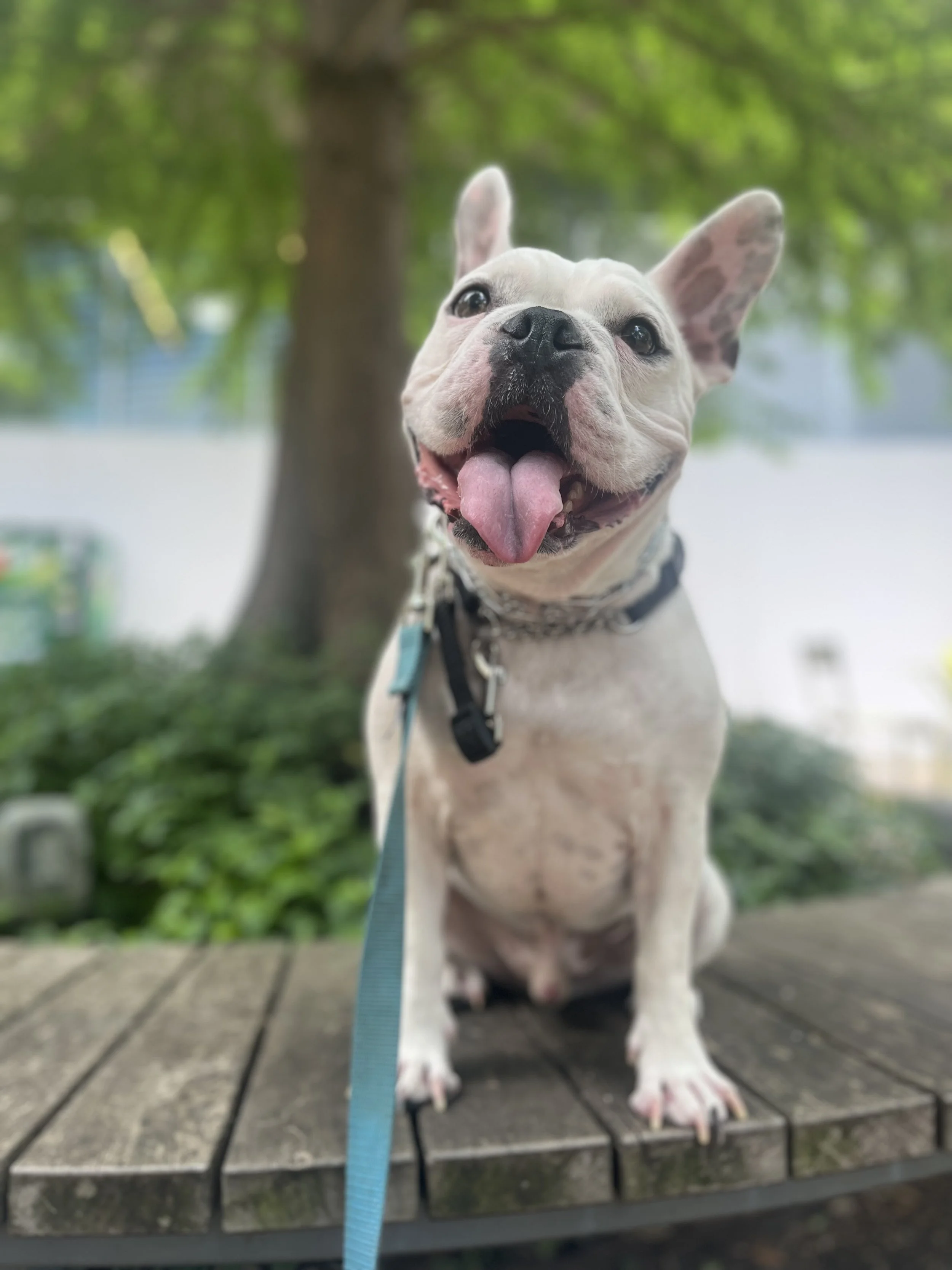 Close-up of a happy French Bulldog puppy with its tongue out, standing on a wooden deck outdoors with green trees in the background.