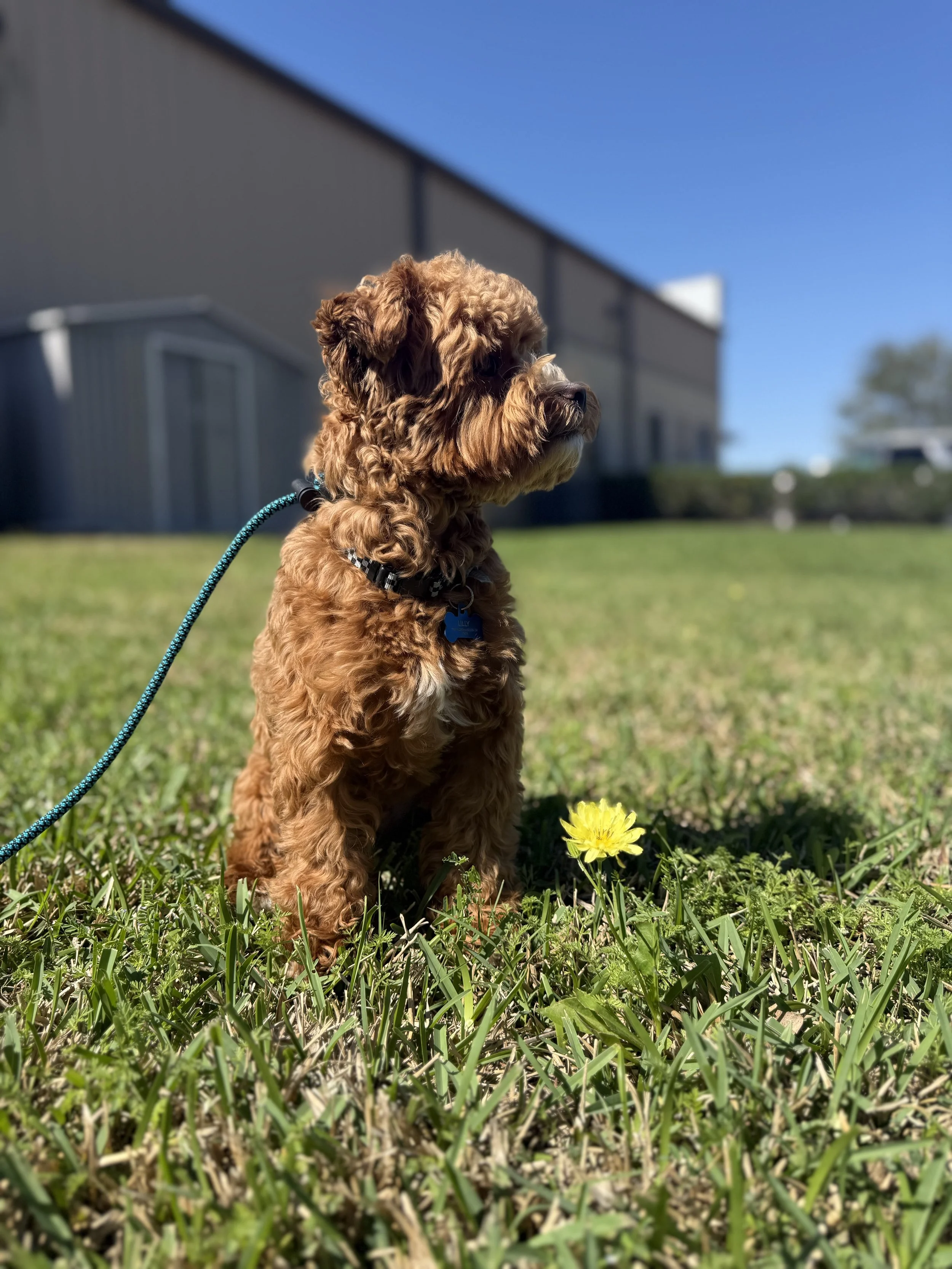 A brown curly-haired dog sitting on grass beside a yellow flower, with a building and blue sky in the background.