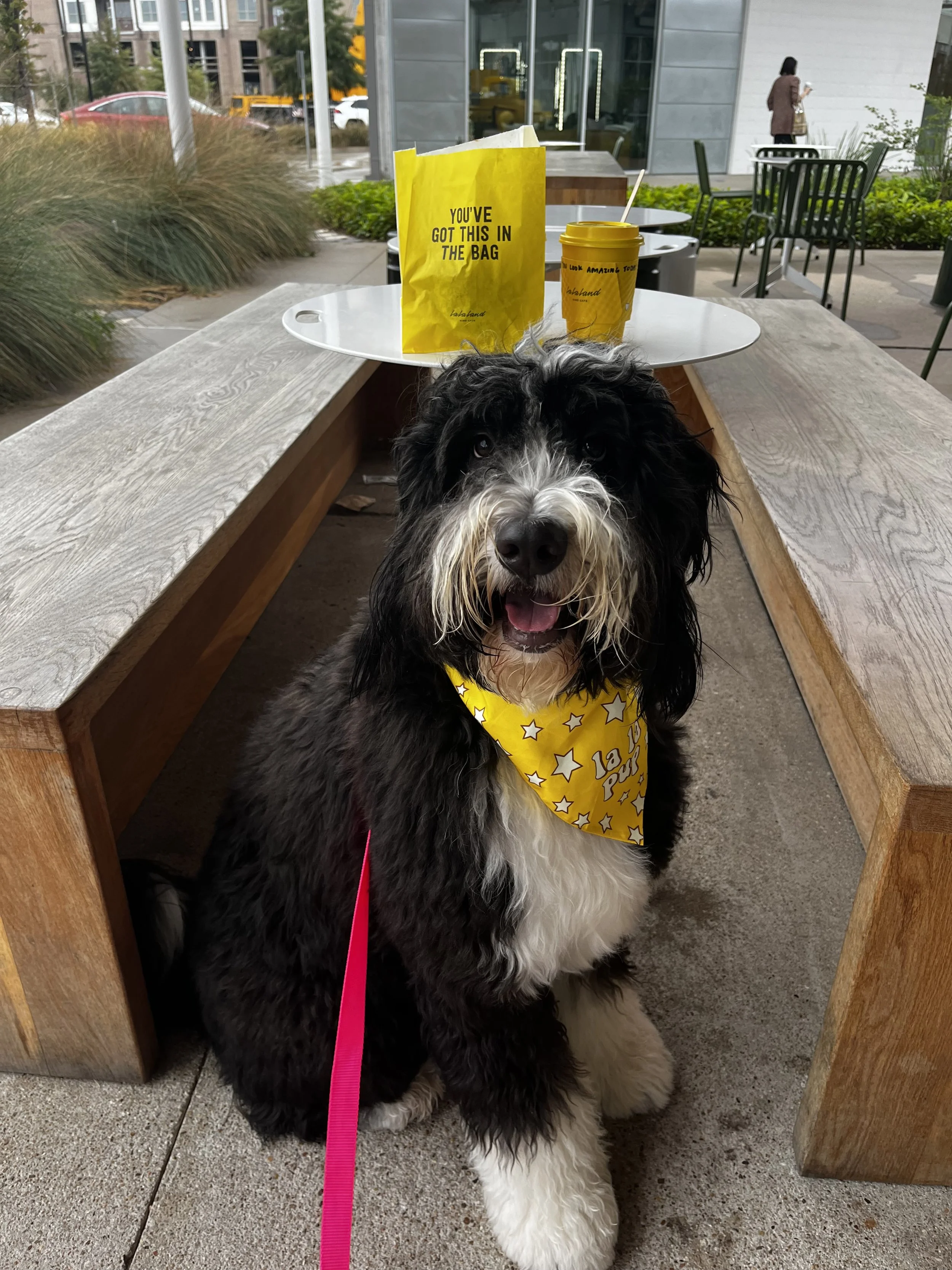 A black and white fluffy dog wearing a yellow bandana with white stars, sitting outside on a sidewalk in front of a wooden bench. There are yellow takeaway bags and a yellow cup on the table behind the dog. In the background, a woman is walking on th