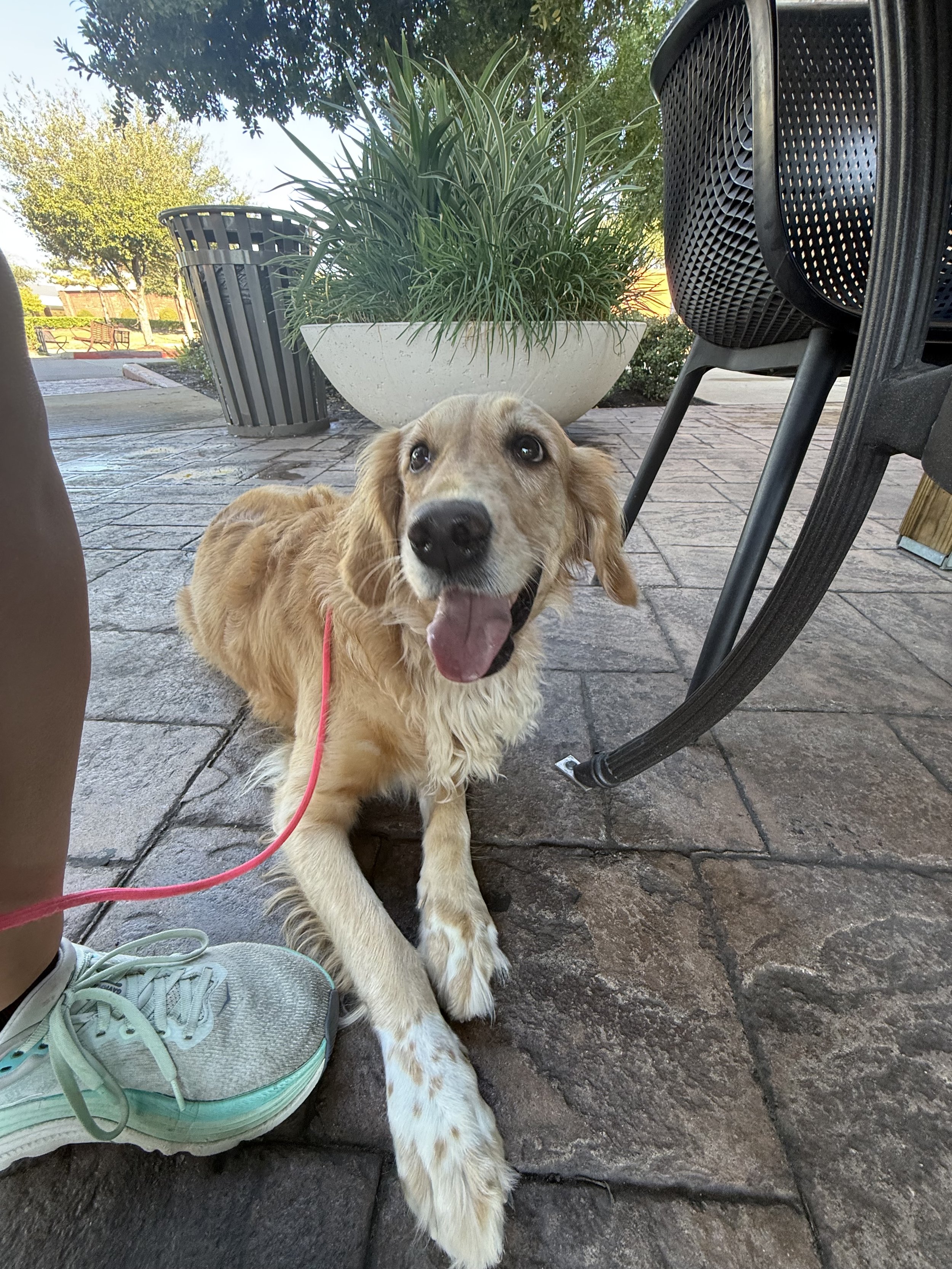 A happy golden retriever puppy with a pink leash, lying on a stone patio next to a person's foot and a pair of mint green sneakers, outdoors with green plants and trees in the background.