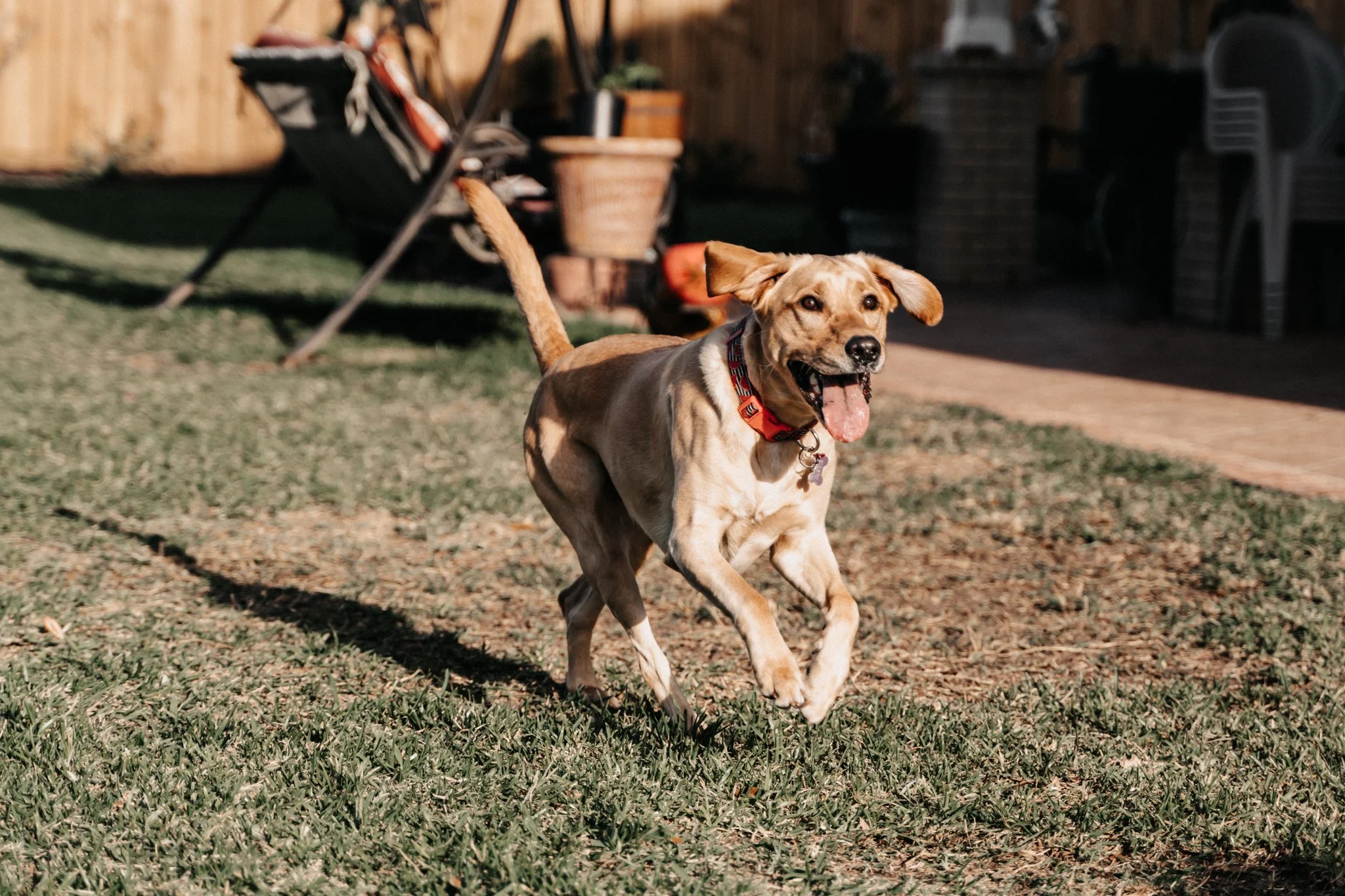 A playful puppy running on grass in a backyard, with a wooden fence, potted plants, a lawn chair, and other outdoor items in the background.