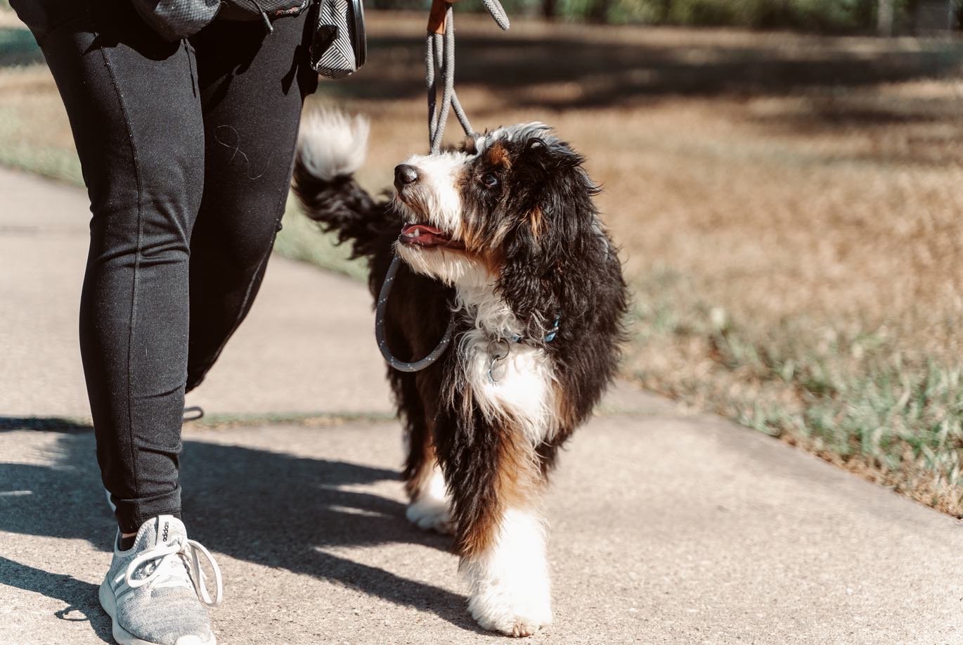 Person walking Australian Shepherd dog on sidewalk in park.