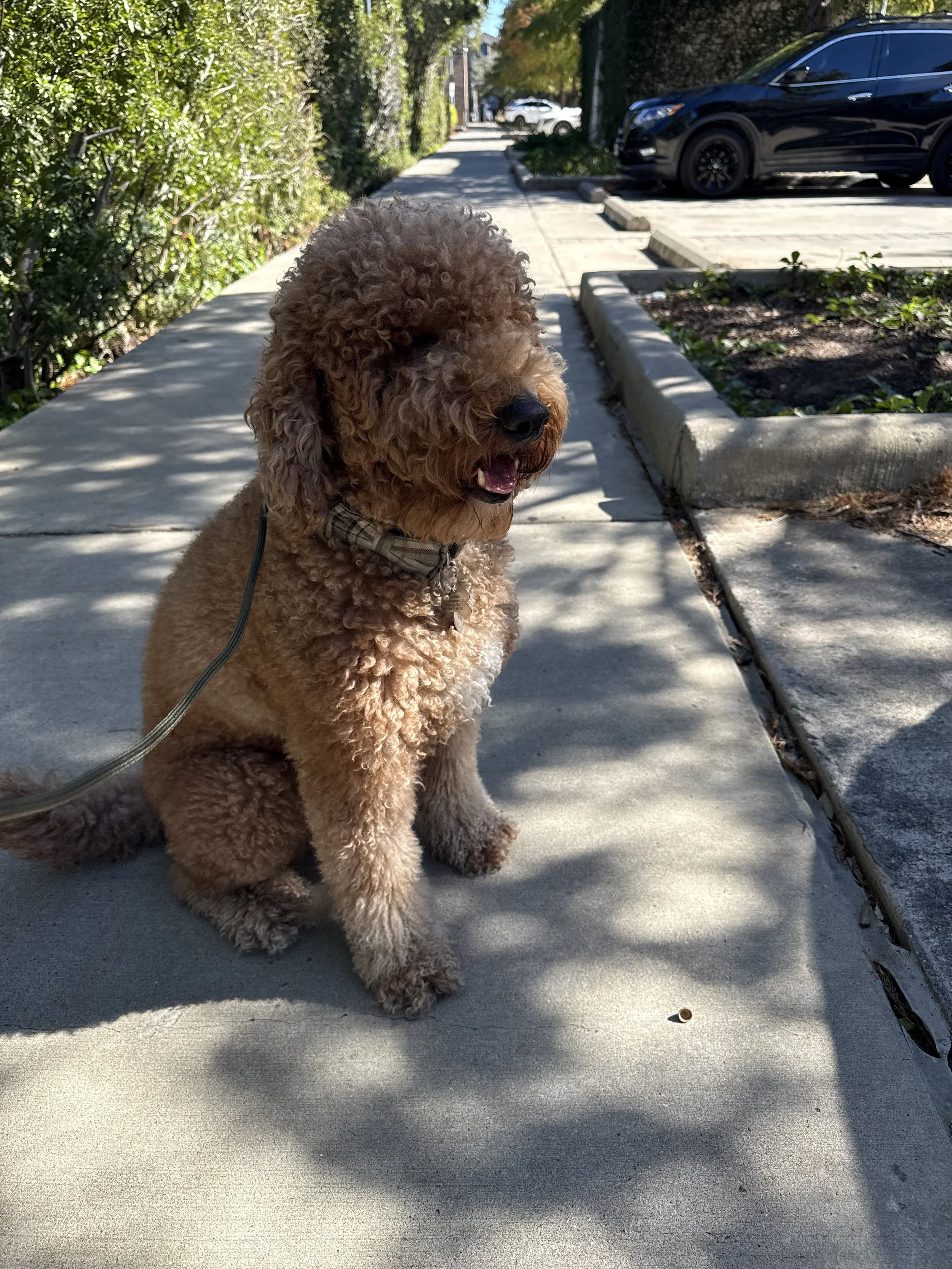 A curly-haired brown dog sitting on a sidewalk, looking to the right. The dog is wearing a collar and has a leash attached. There are parked cars and bushes along the sidewalk on a sunny day.