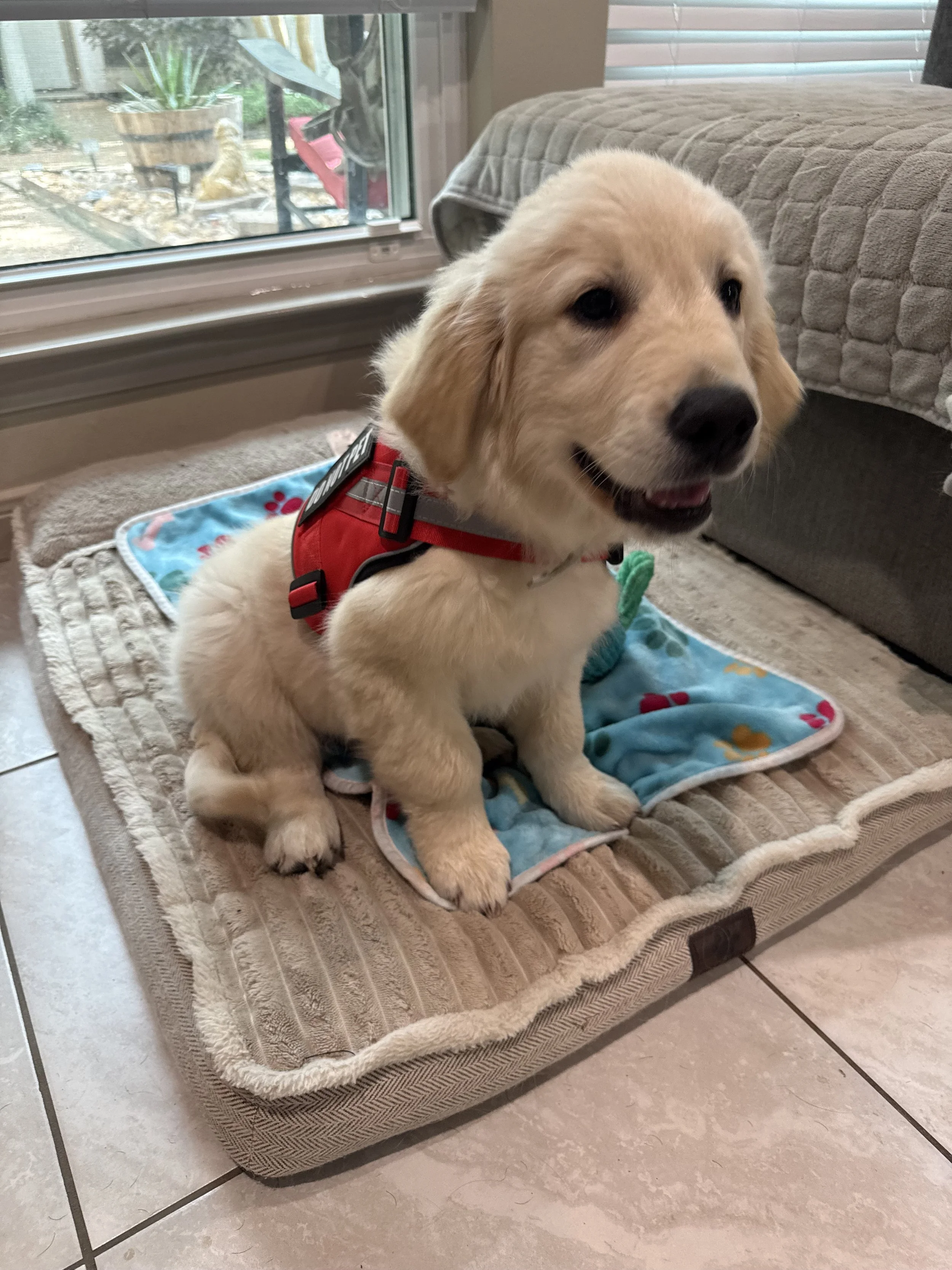 Cute golden retriever puppy with a red harness sitting on a blanket on a cushioned pet bed in a living room, next to a window with blinds, with a view of a garden outside.