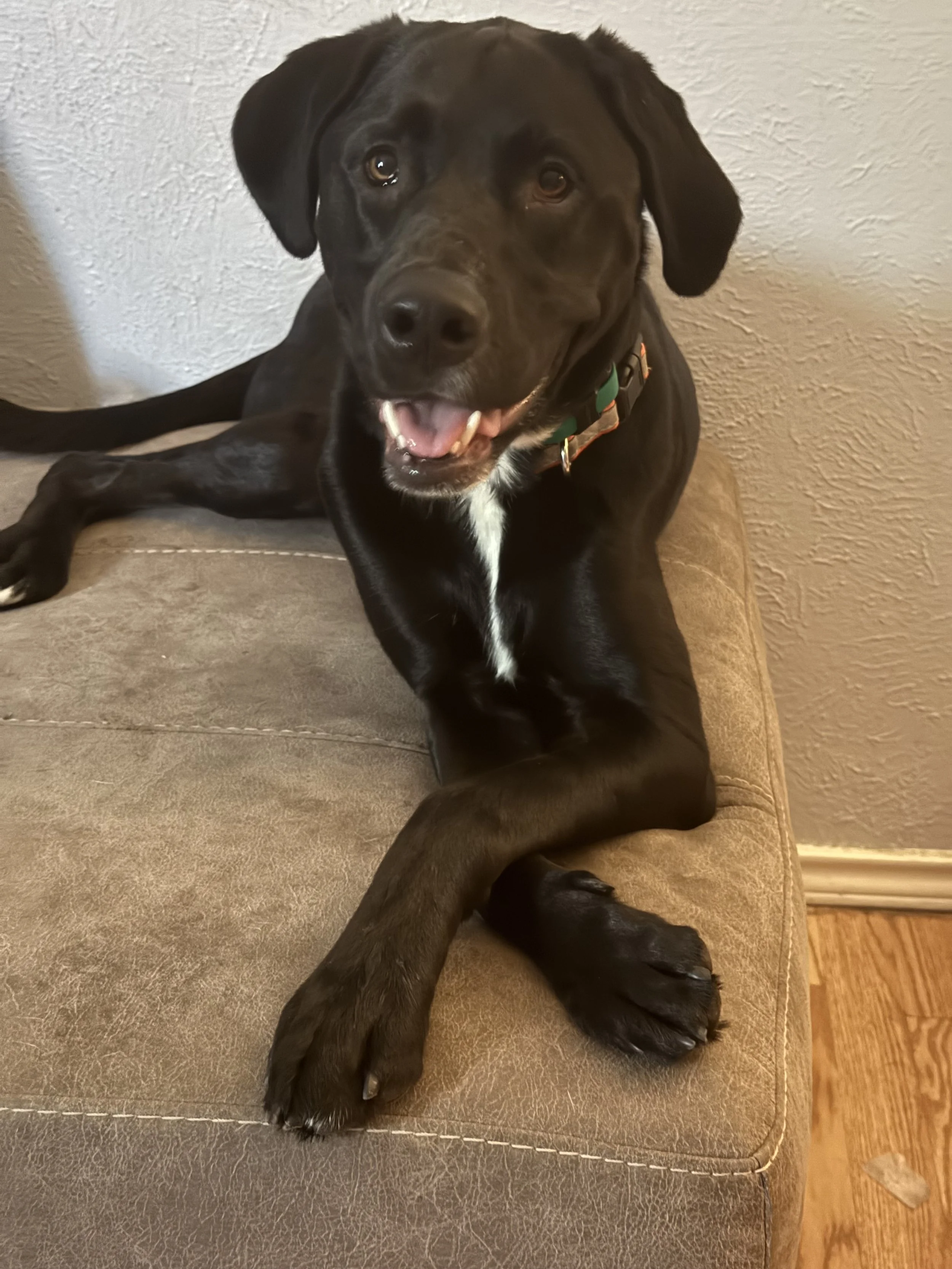 A black dog with brown eyes lying on a beige couch, looking at the camera with an open mouth and relaxed expression.