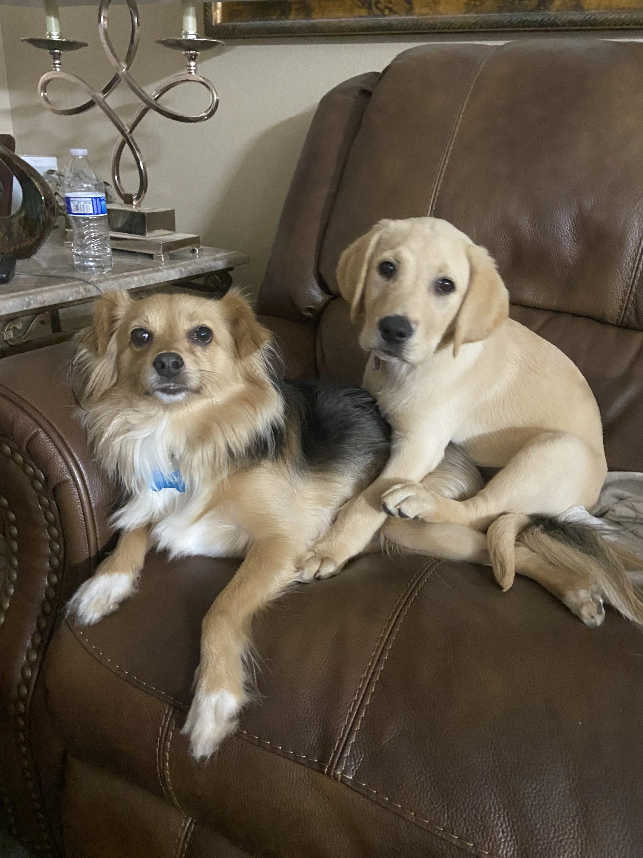 Two dogs sitting on a brown leather couch in a living room. One is a small, rocky-colored dog with a fluffy coat and the other is a yellow Labrador puppy with floppy ears. There is a table with a water bottle and a decorative candle holder in the bac
