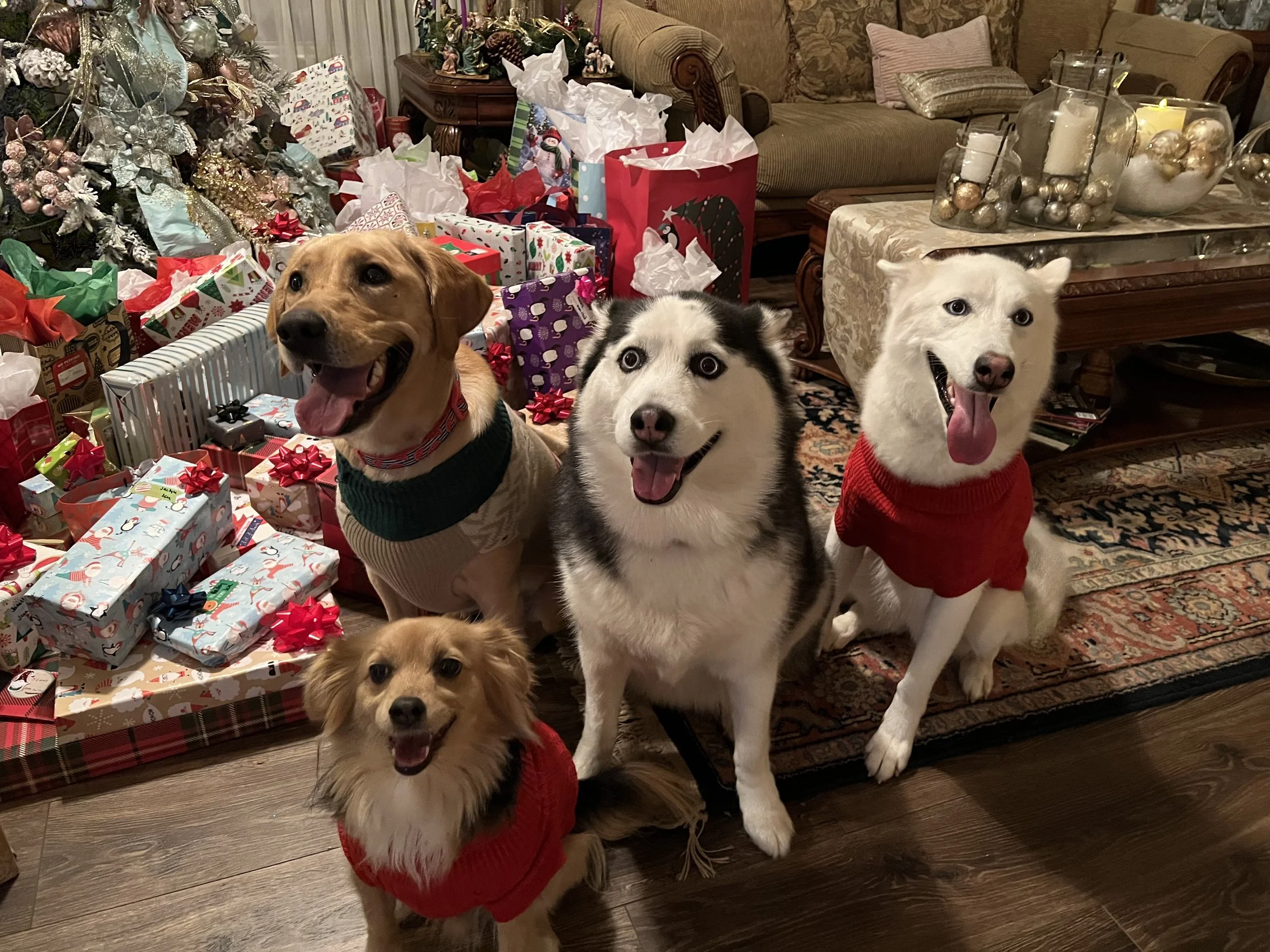 Three dogs wearing red sweaters surrounded by wrapped Christmas presents under a decorated Christmas tree with ornaments and candles on a table.
