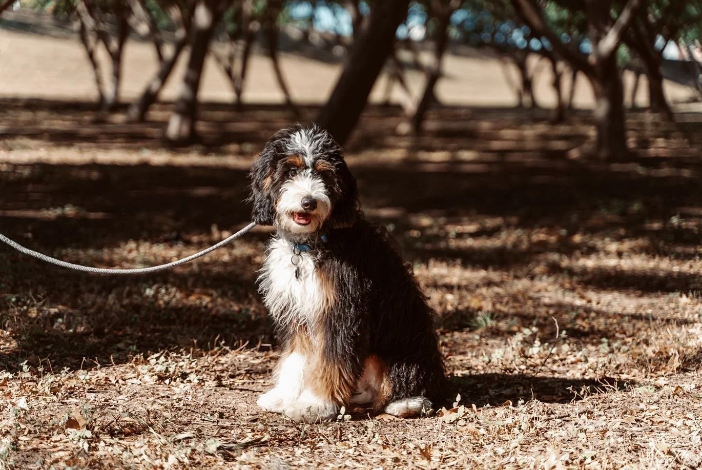 A fluffy, black, white, and brown puppy sitting on dirt and leaves, with trees and sunlight in the background.