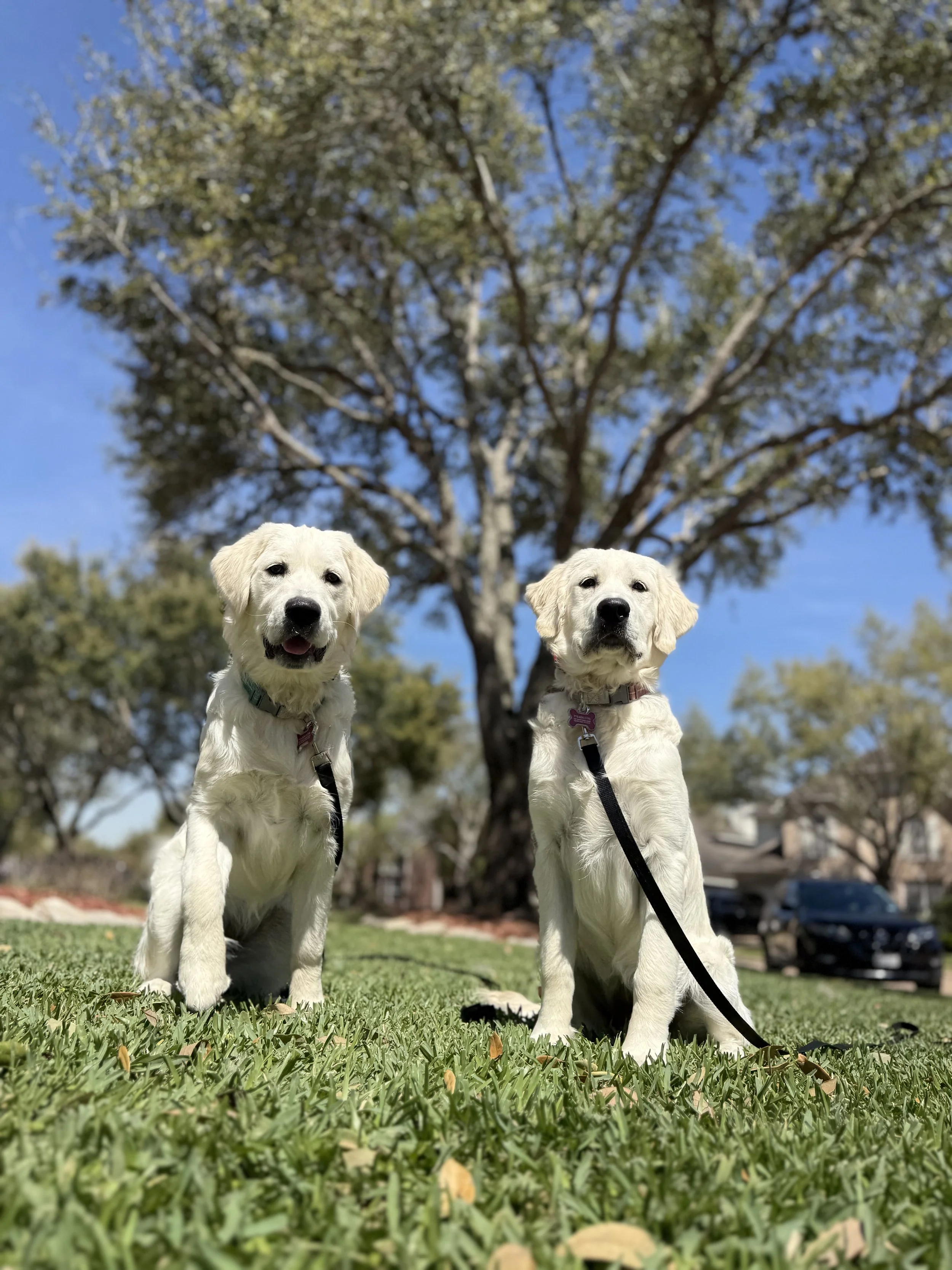 Two golden retriever puppies sitting on a grassy lawn under a large tree with blue sky in the background.