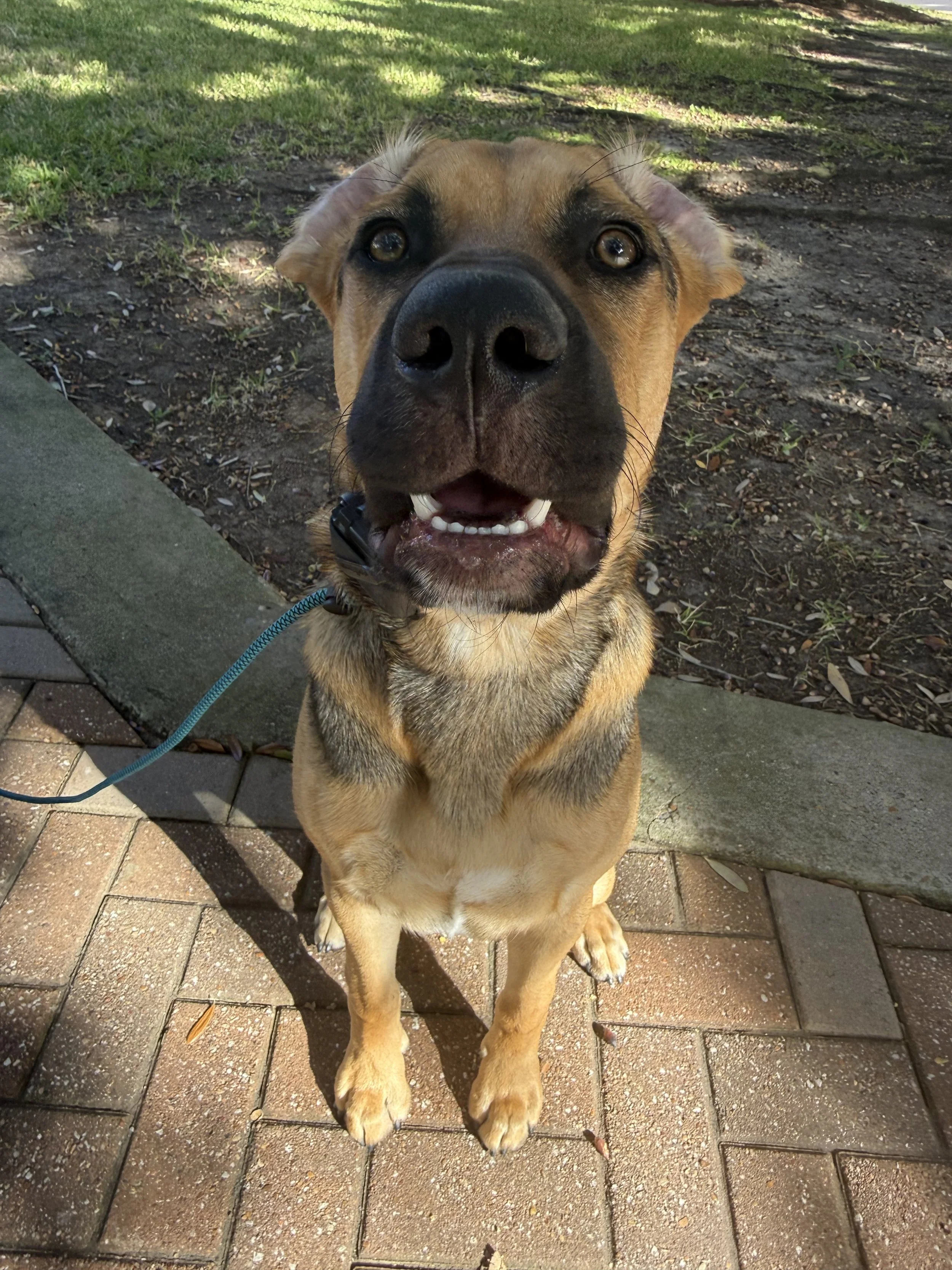 A close-up of a brown dog with black facial markings, sitting on brick pavement with a leash, looking directly at the camera with a curious expression and open mouth.
