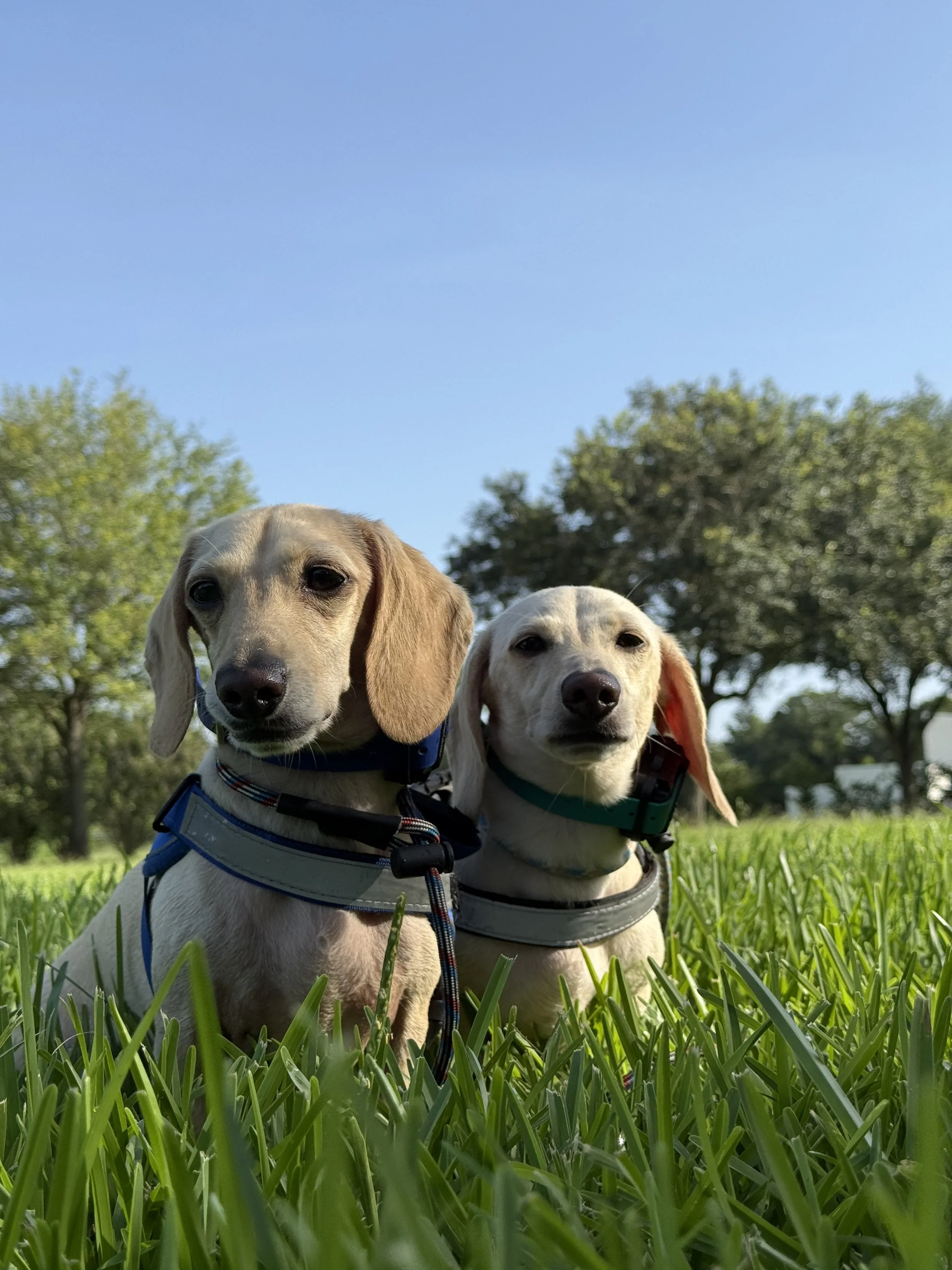 Two beagle puppies sitting on green grass with trees and a blue sky in the background.