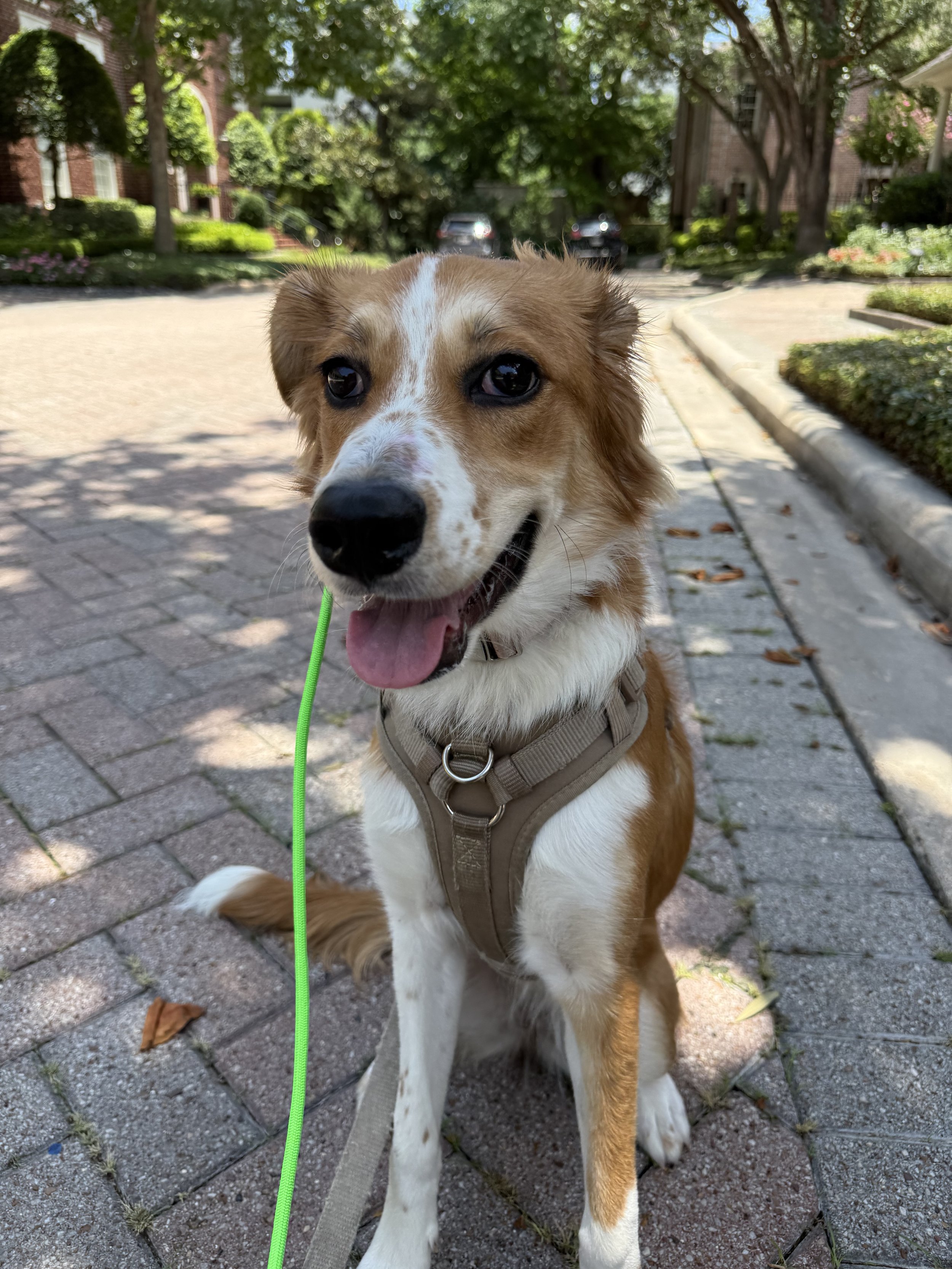 A happy, brown and white puppy with blue eyes and floppy ears sitting on a brick sidewalk outdoors, wearing a harness and leash. The background includes trees and residential houses.