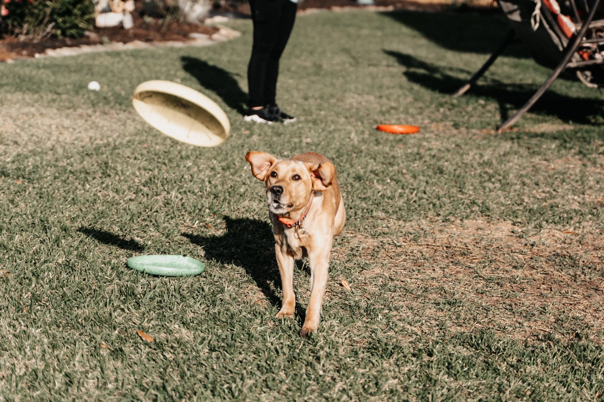 A dog running on grass with a frisbee in middle air and several scattered frisbees on the ground, with a person and outdoor furniture in the background.