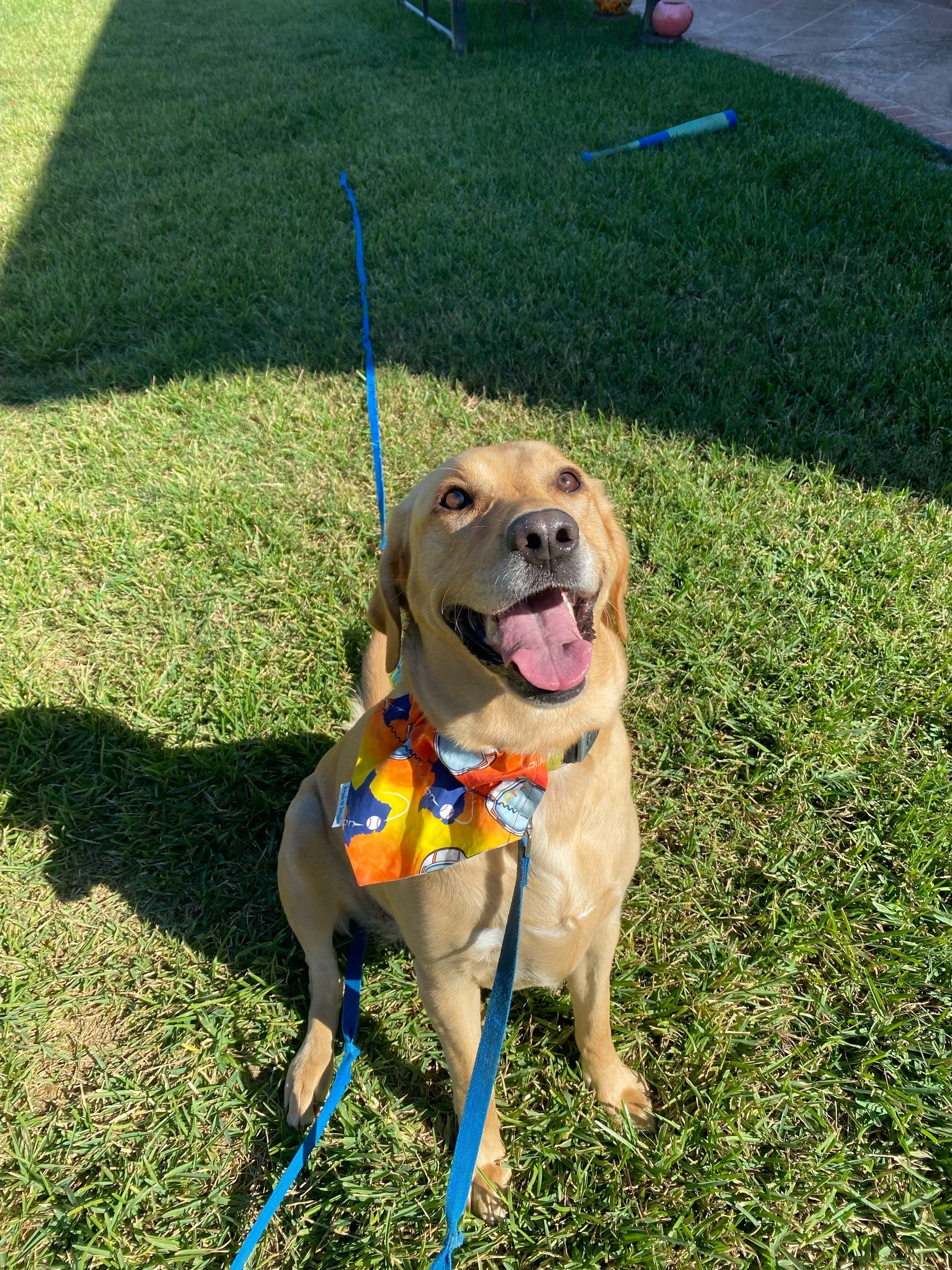A happy yellow Labrador dog sitting on a lush green lawn, wearing a colorful bandana, with a blue leash attached, and a backyard setting in the background.