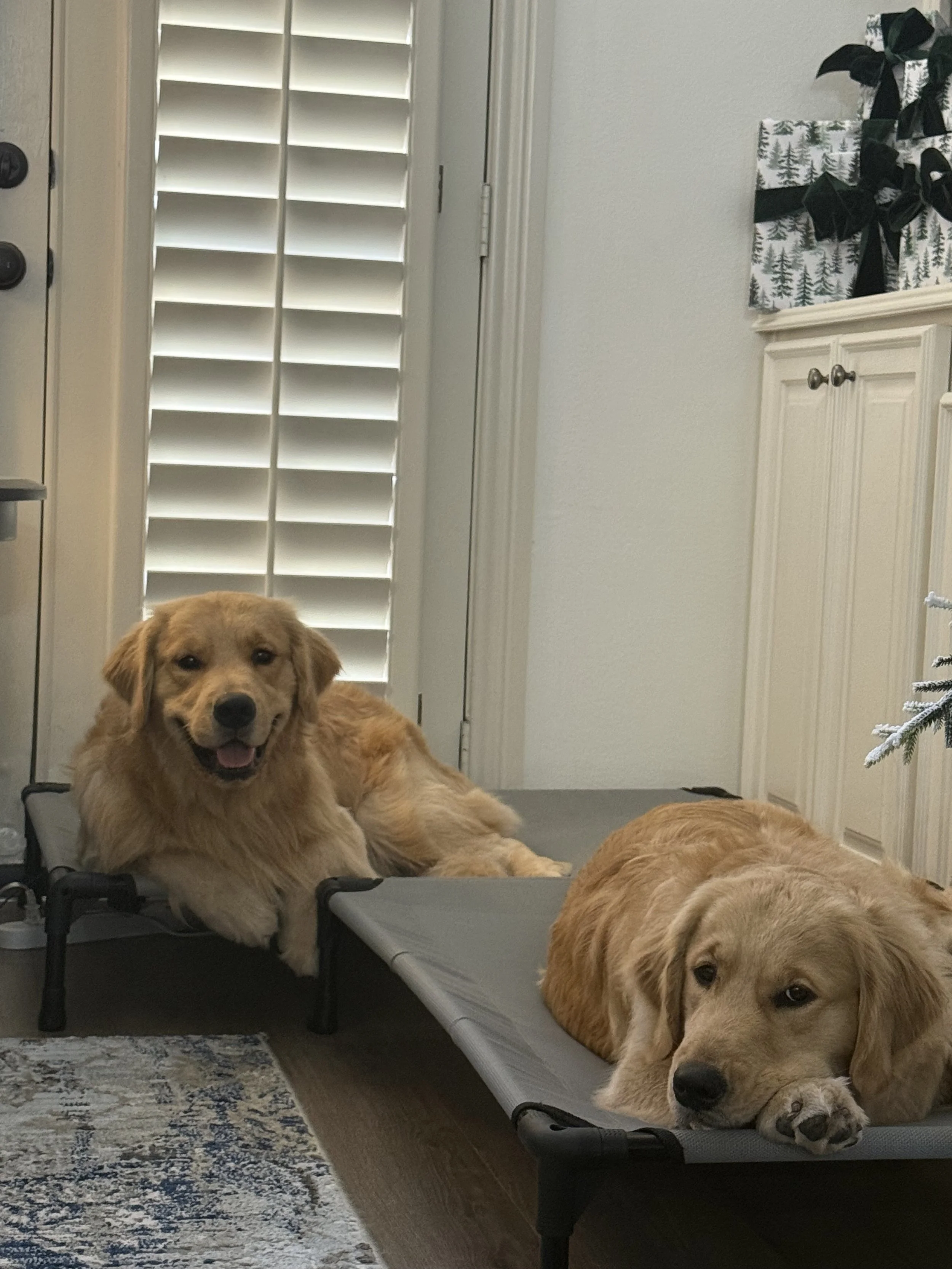 Three golden retriever puppies resting on a gray elevated pet bed in a living room, with a white door with shutters, a white cabinet with holiday gift boxes, and a patterned area rug in the background.