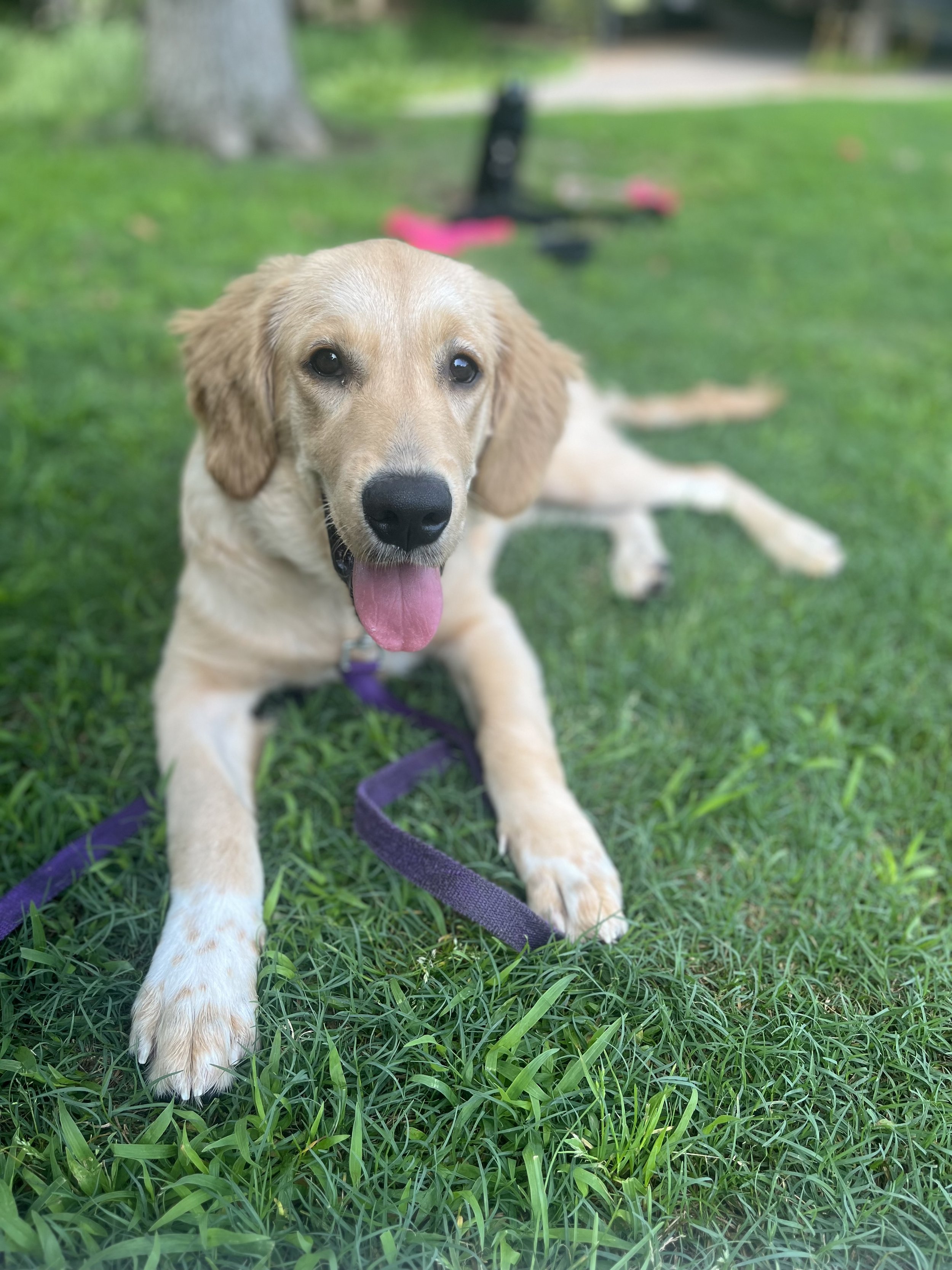 A playful golden retriever puppy lying on green grass, tongue out, in a park with a blurred tree and pink and black scooter in the background.