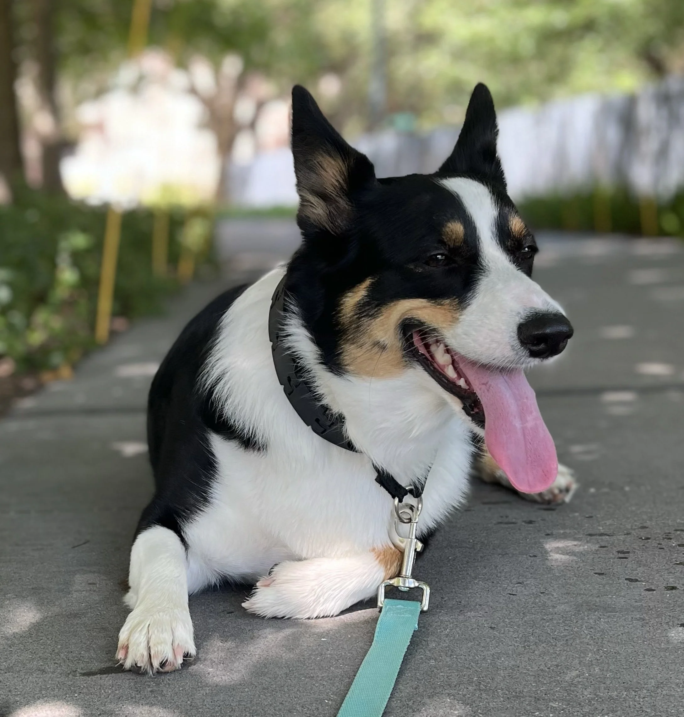 Close-up of a black and white dog with pointy ears, sitting on pavement with its tongue out, wearing a collar and leash, in a park with trees and blurred background.