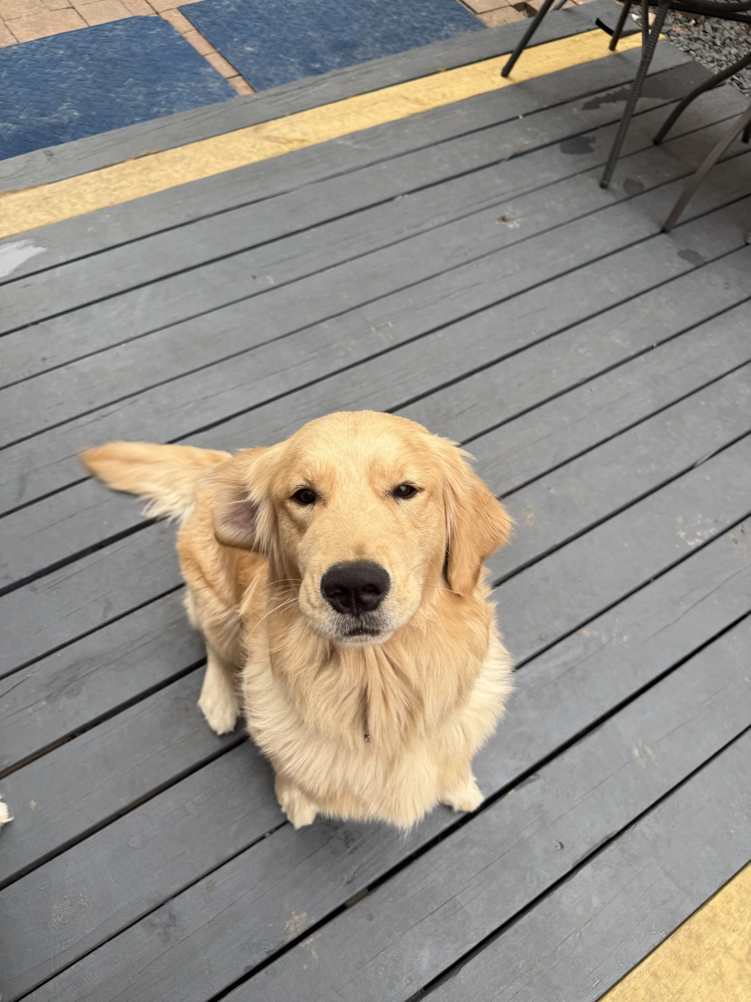 Close-up of a golden retriever puppy sitting on a wooden deck, looking up at the camera.