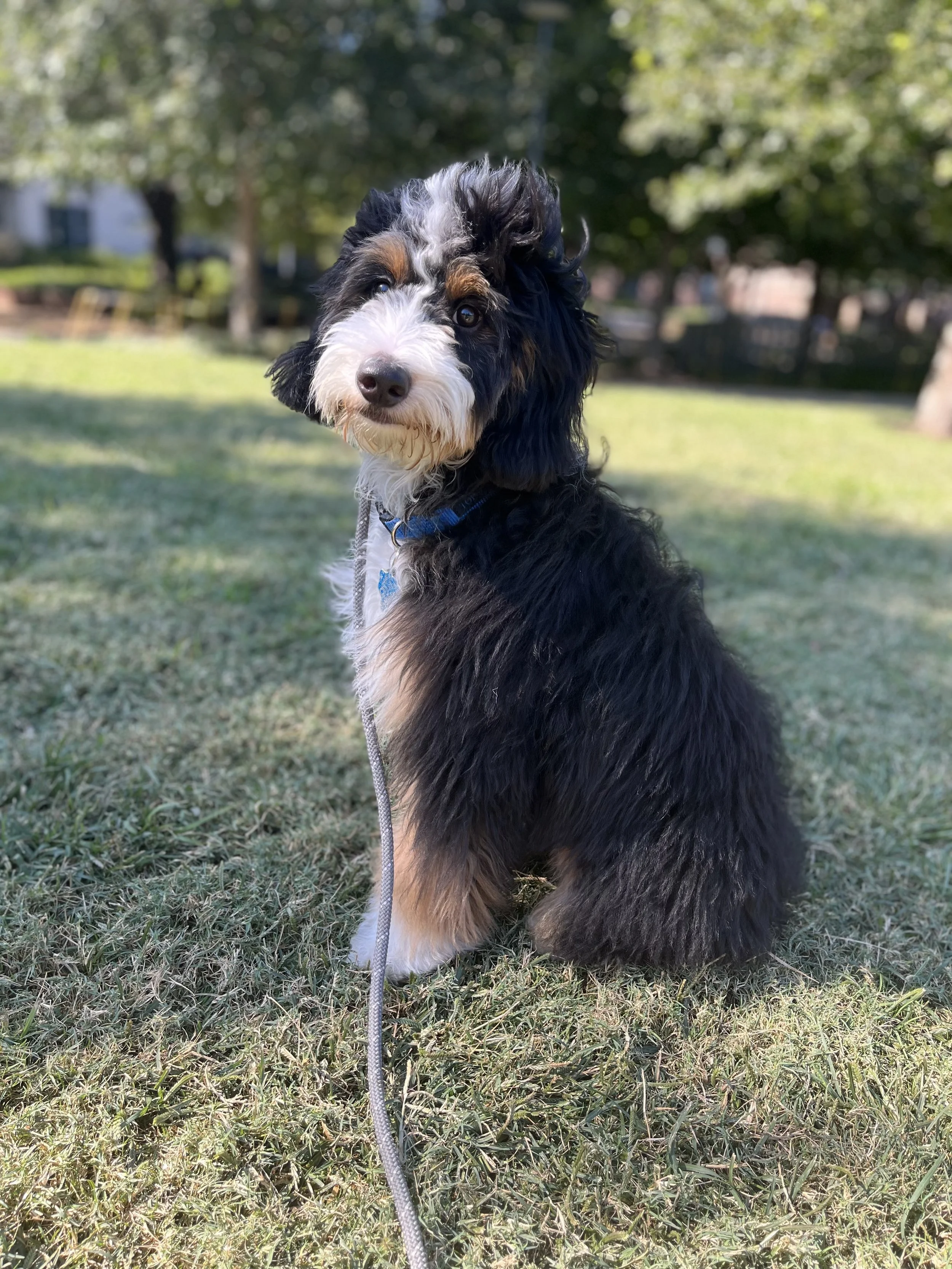 A black, white, and tan puppy with long ears and fluffy fur sitting on grass in a park with trees in the background.