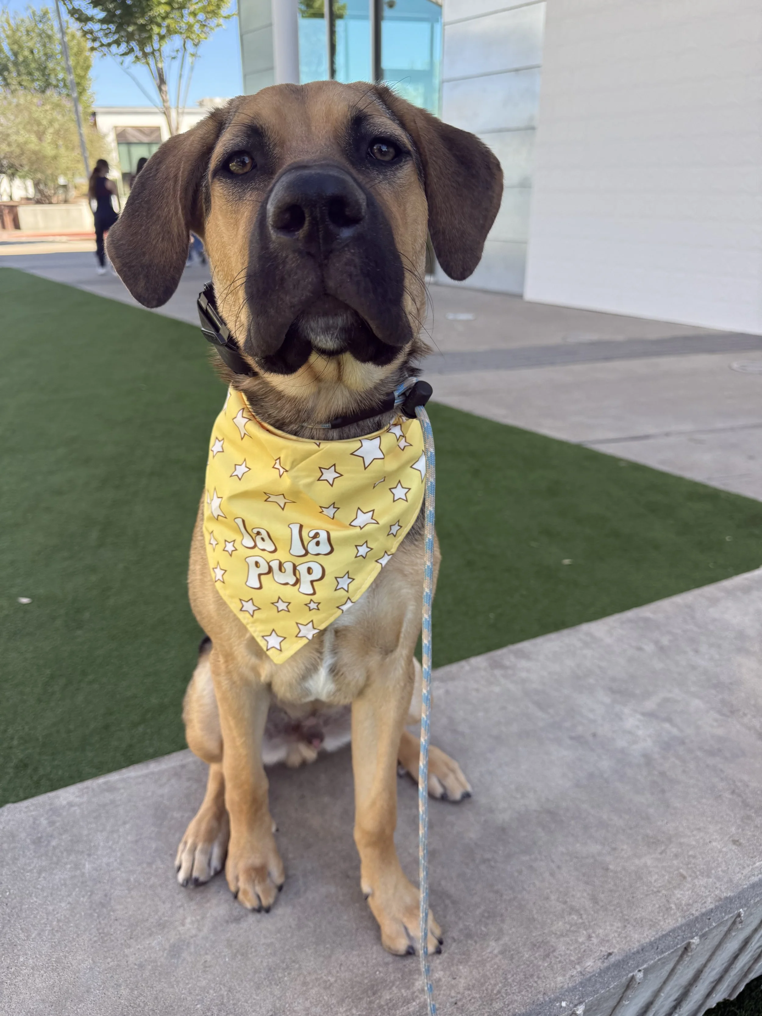 Close-up of a large dog sitting outdoors on a concrete surface, wearing a yellow bandana with white stars and the text 'la la pup'. The dog has a brown coat, black nose, and floppy ears, with a modern building and a tree in the background.