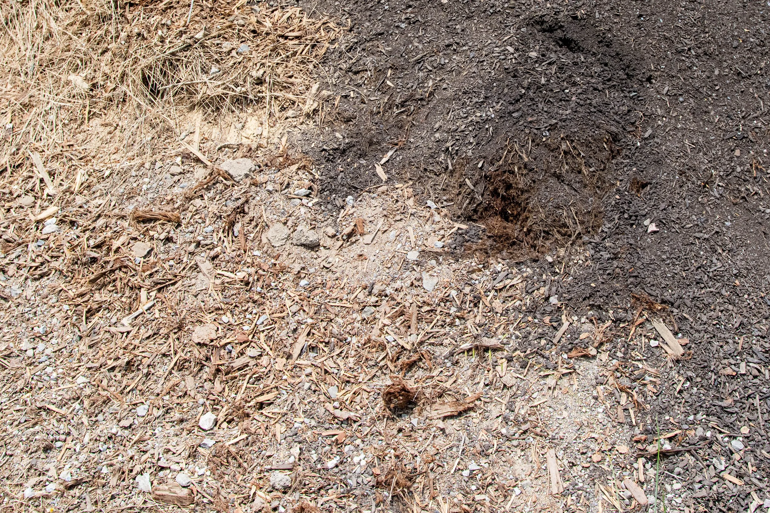 Close-up of dry grass and soil with a small plant.