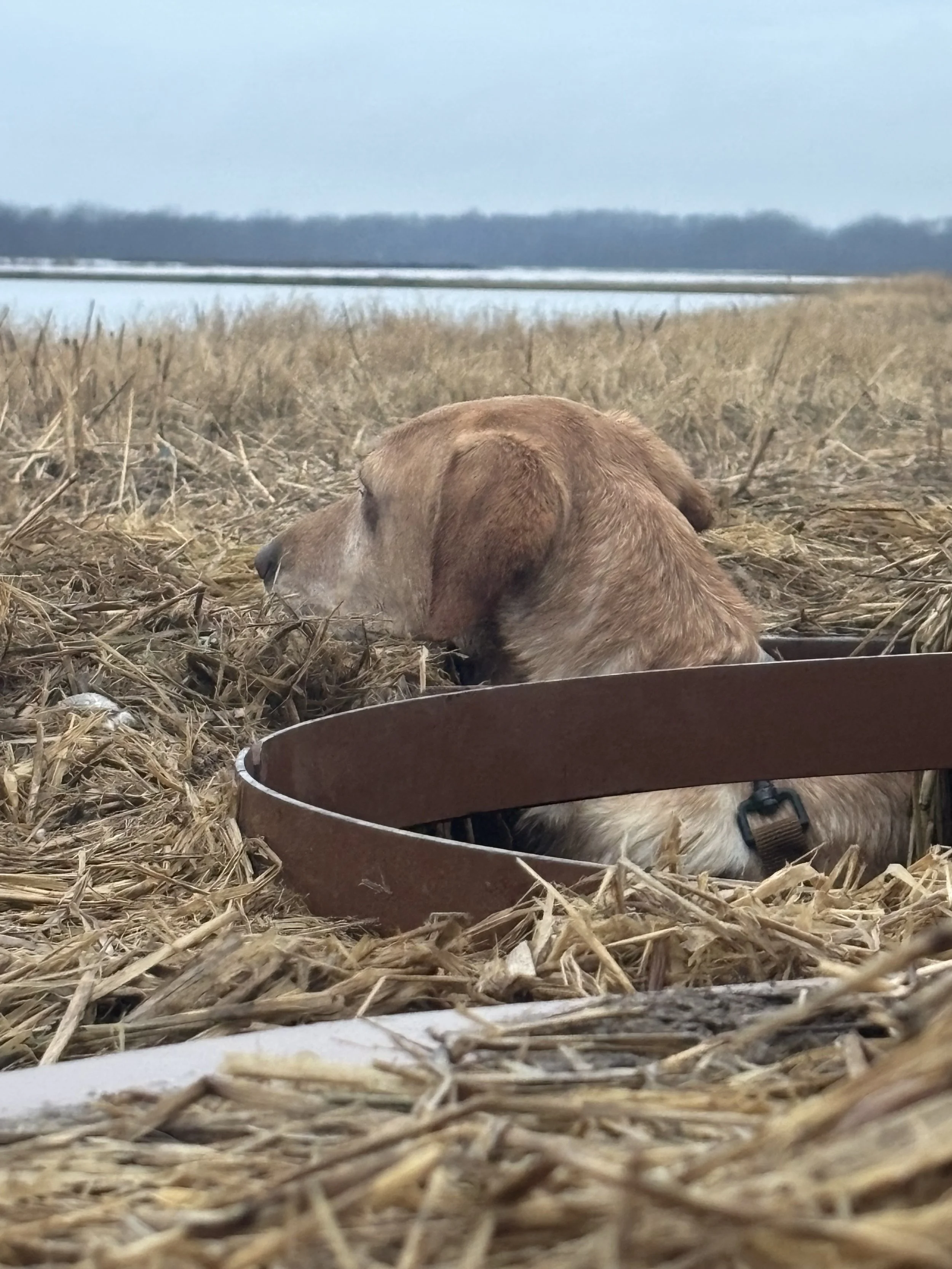 A dog lying in a nest of straw in a rural landscape near a body of water, with fields and trees in the background.