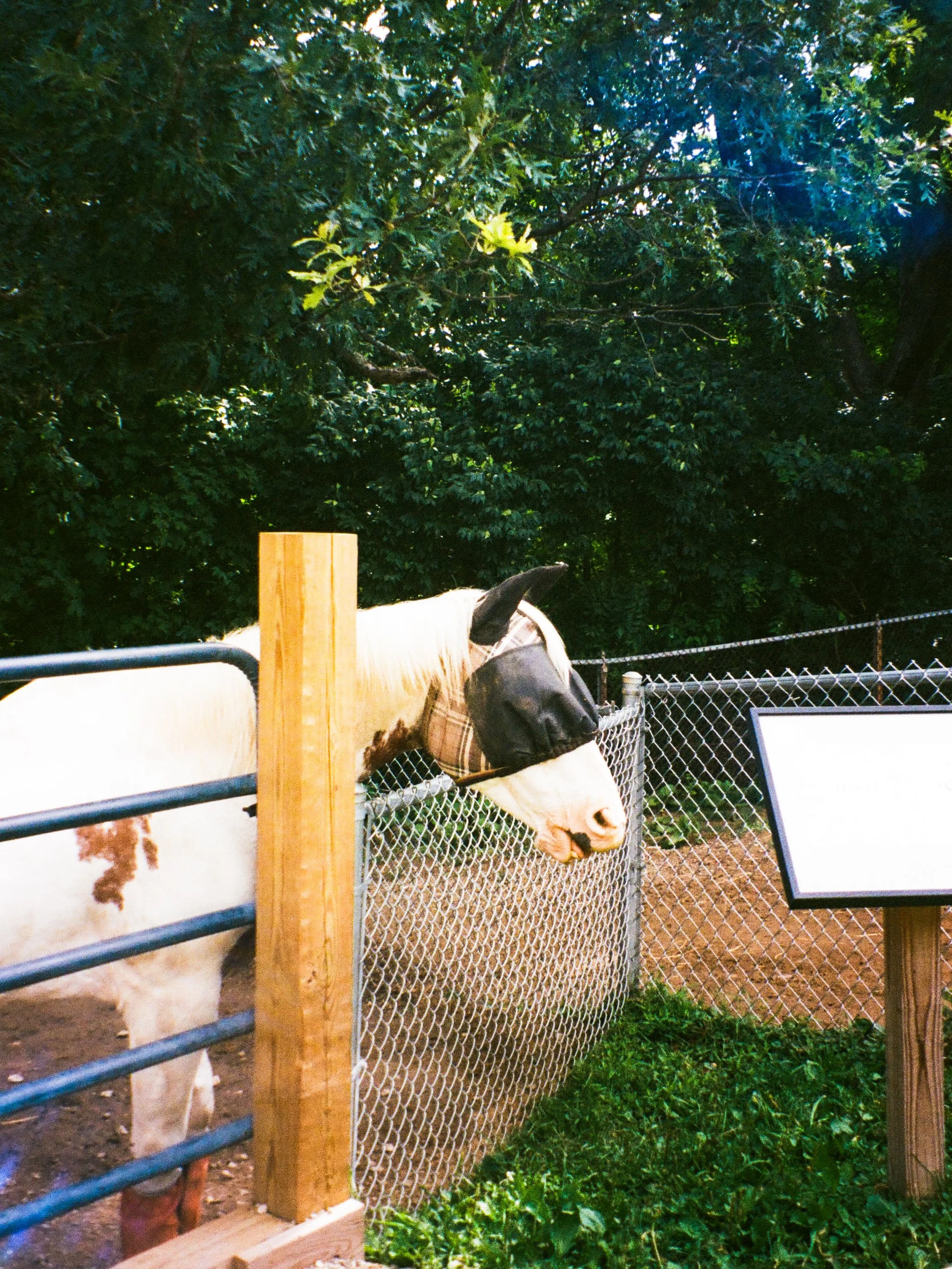 Horse 35mm.JPG
