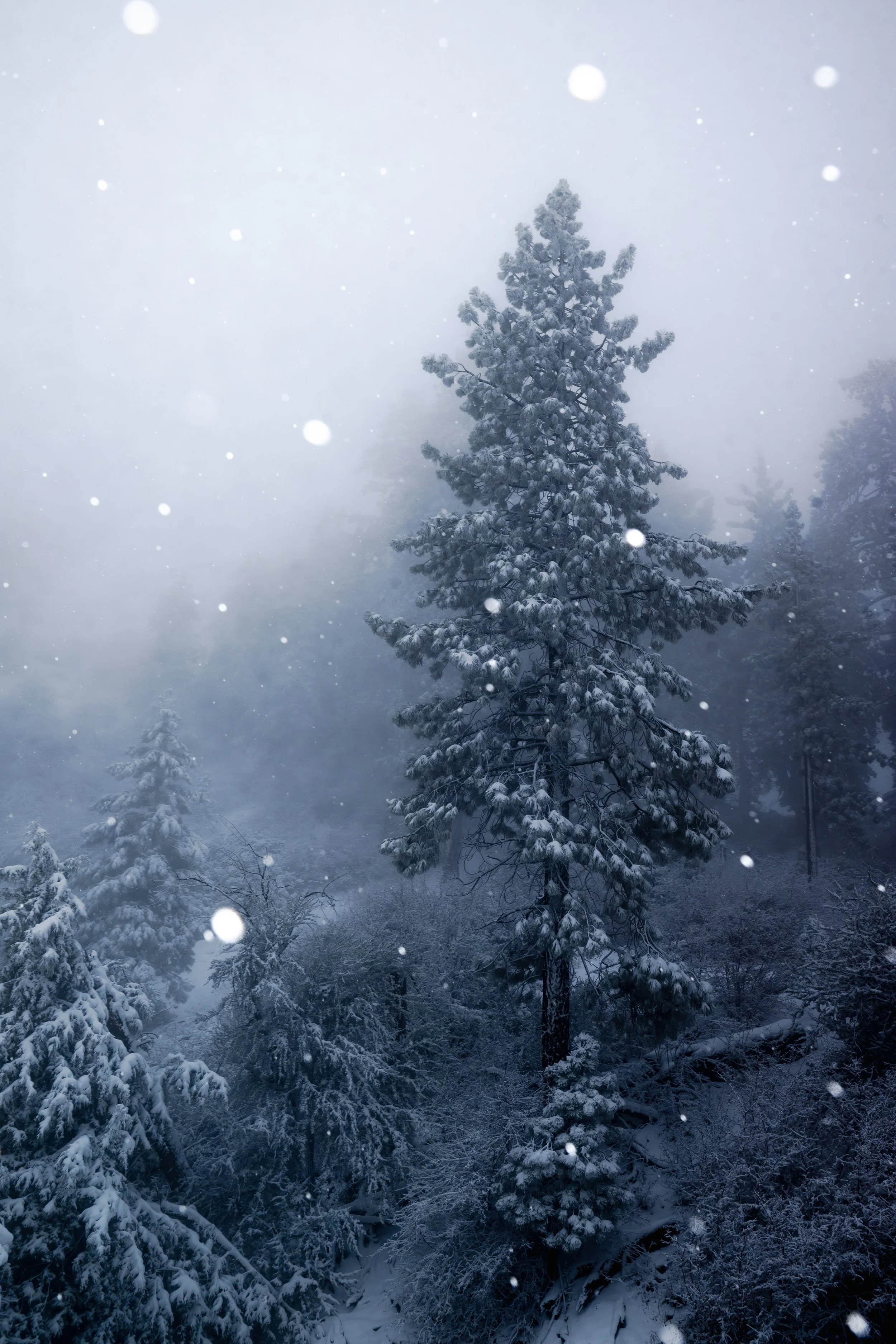 2025-11-22_BBMR_BB_MY_Snowy_JPEG_14.jpg