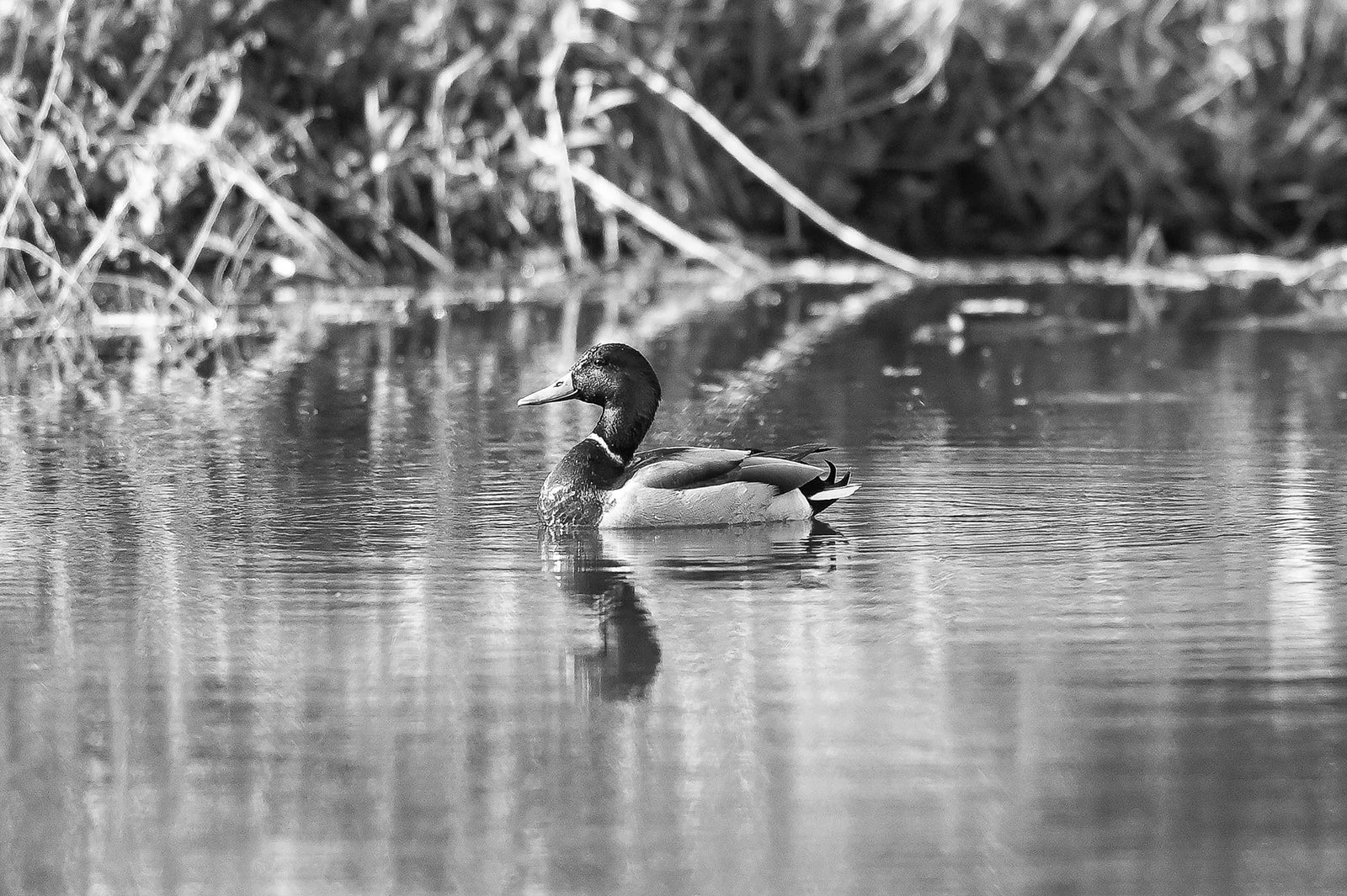 Picture of a Duck
