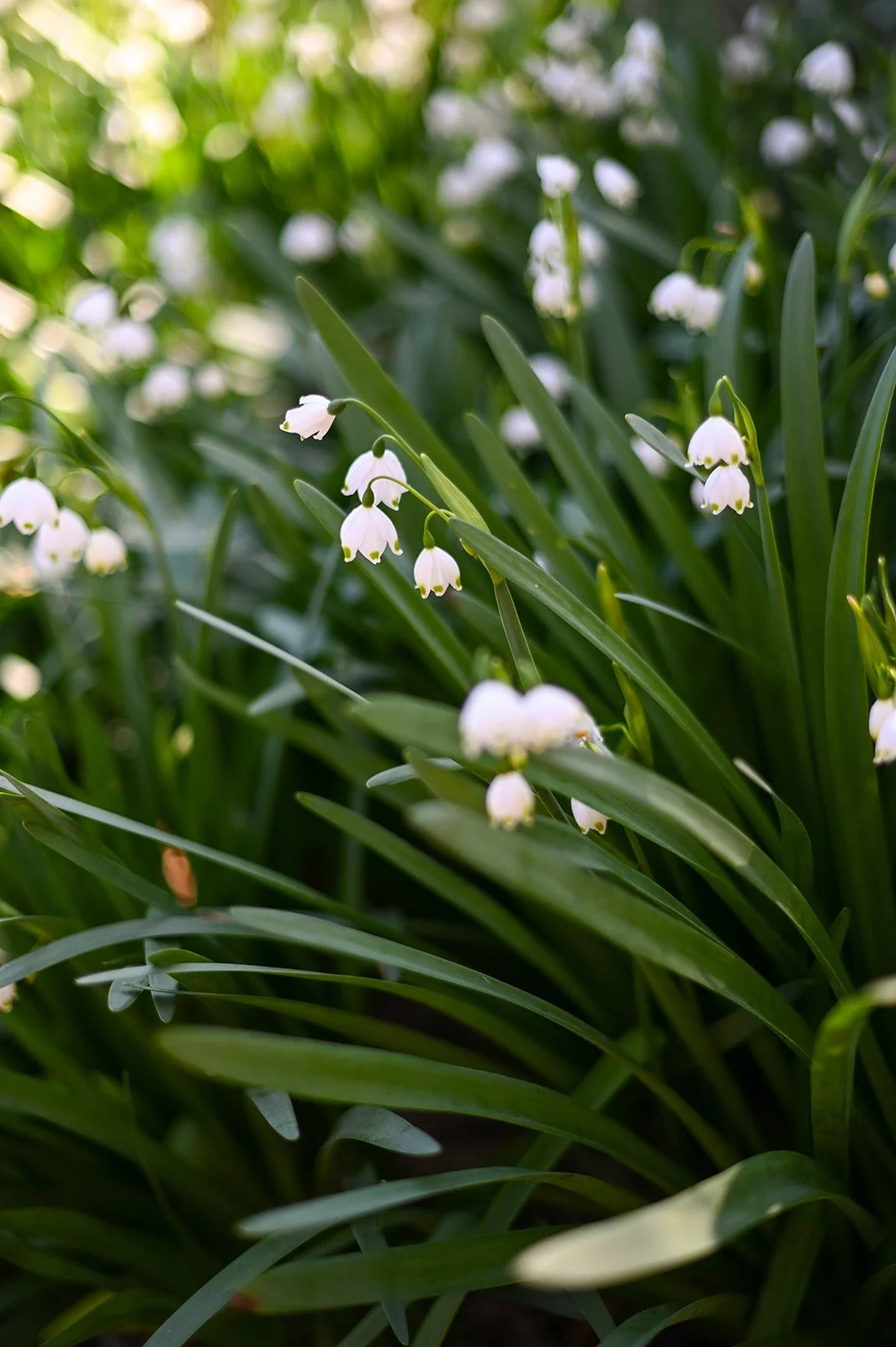 picture of lily flowers