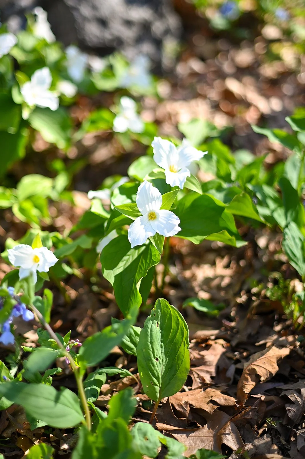 Picture of white flowers in the sunlight