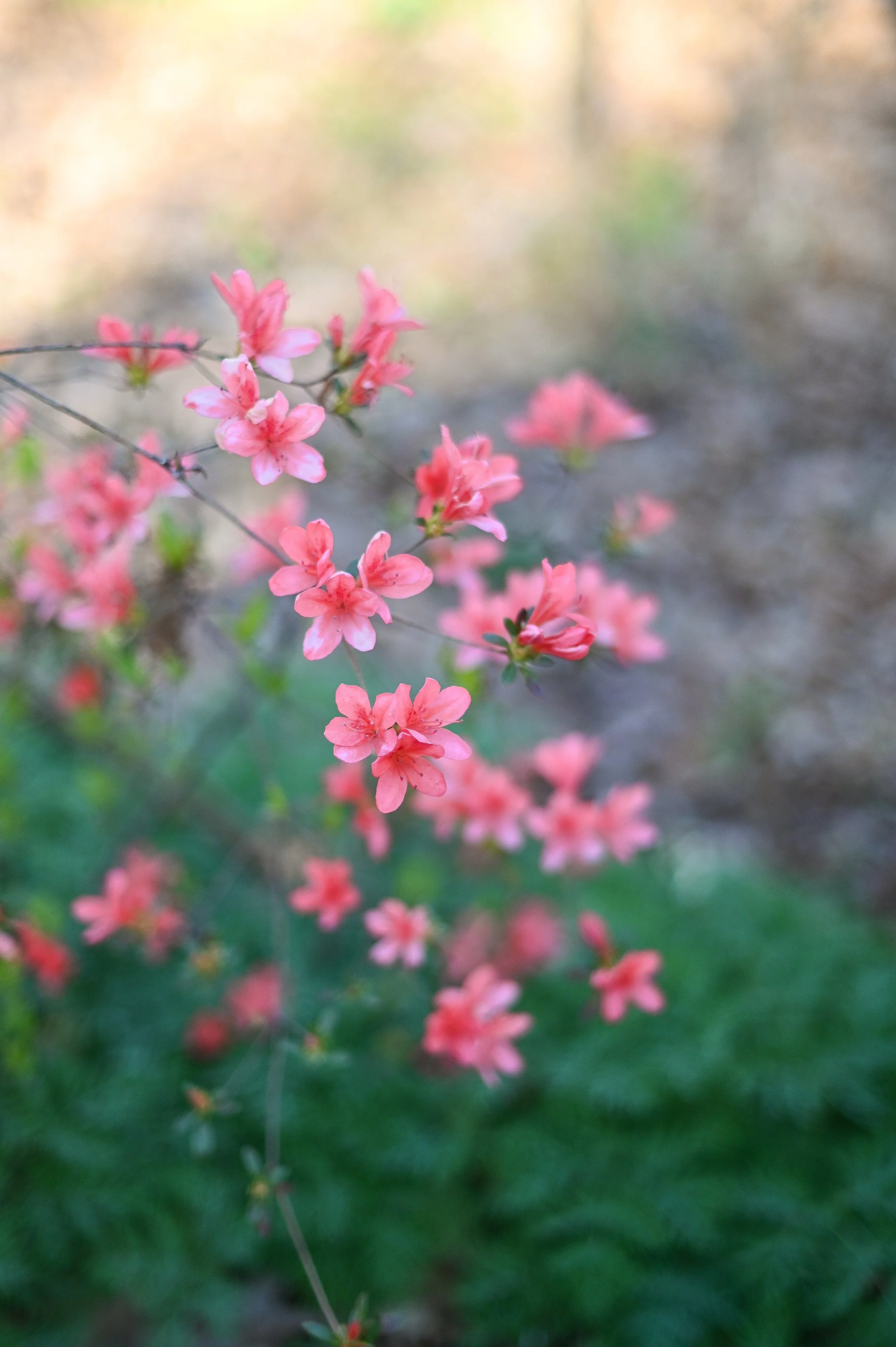 Picture of pink and red flowers