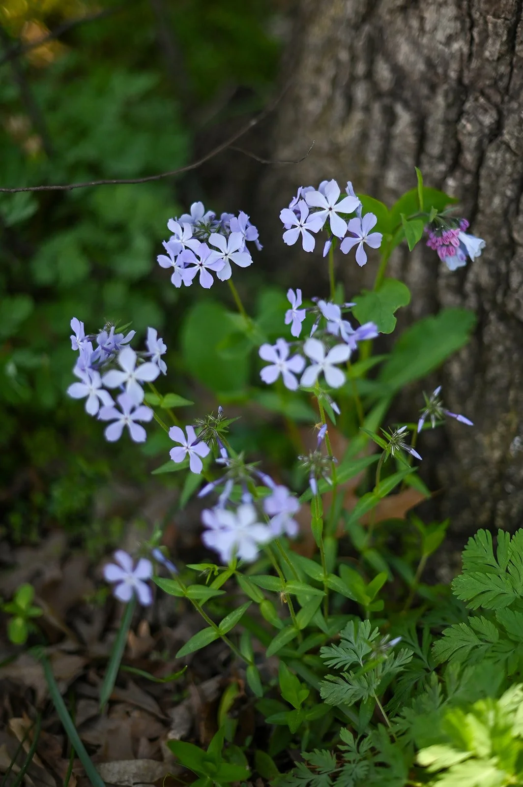 Picture of Blue Flowers