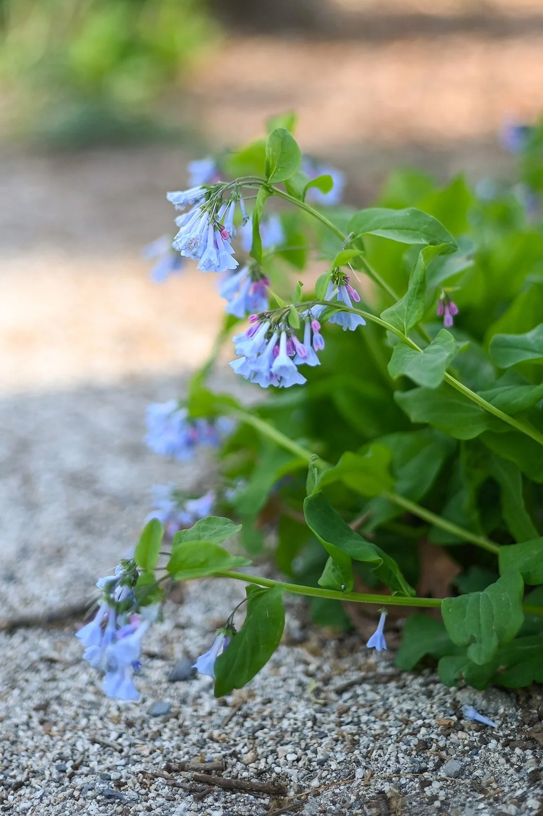 Image of blue flowers