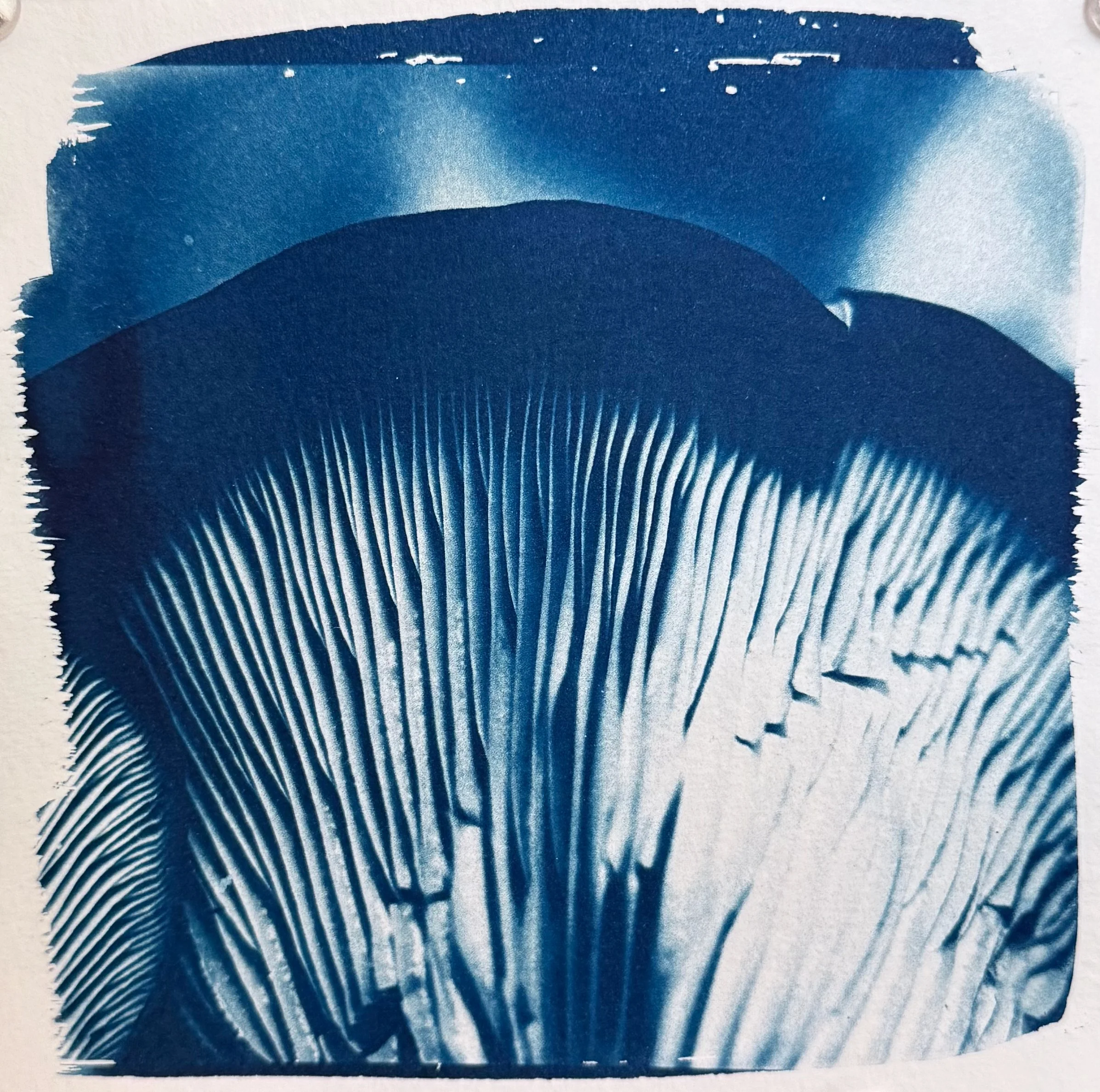Shroom horizon 