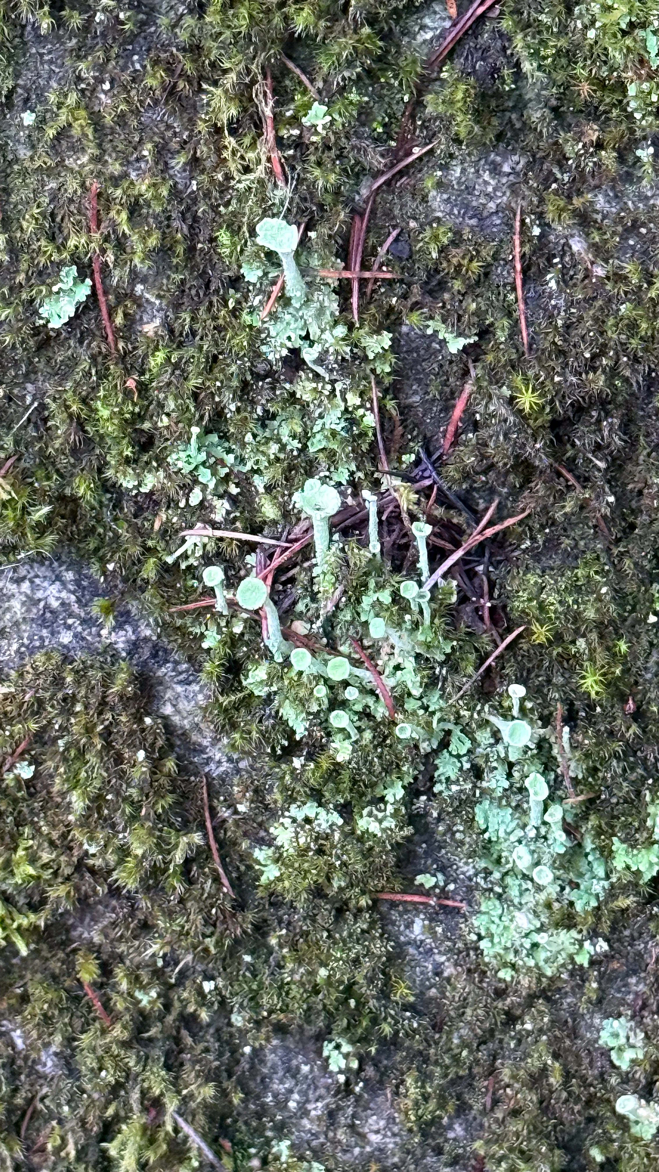 Lichen8_Japan2025.jpg