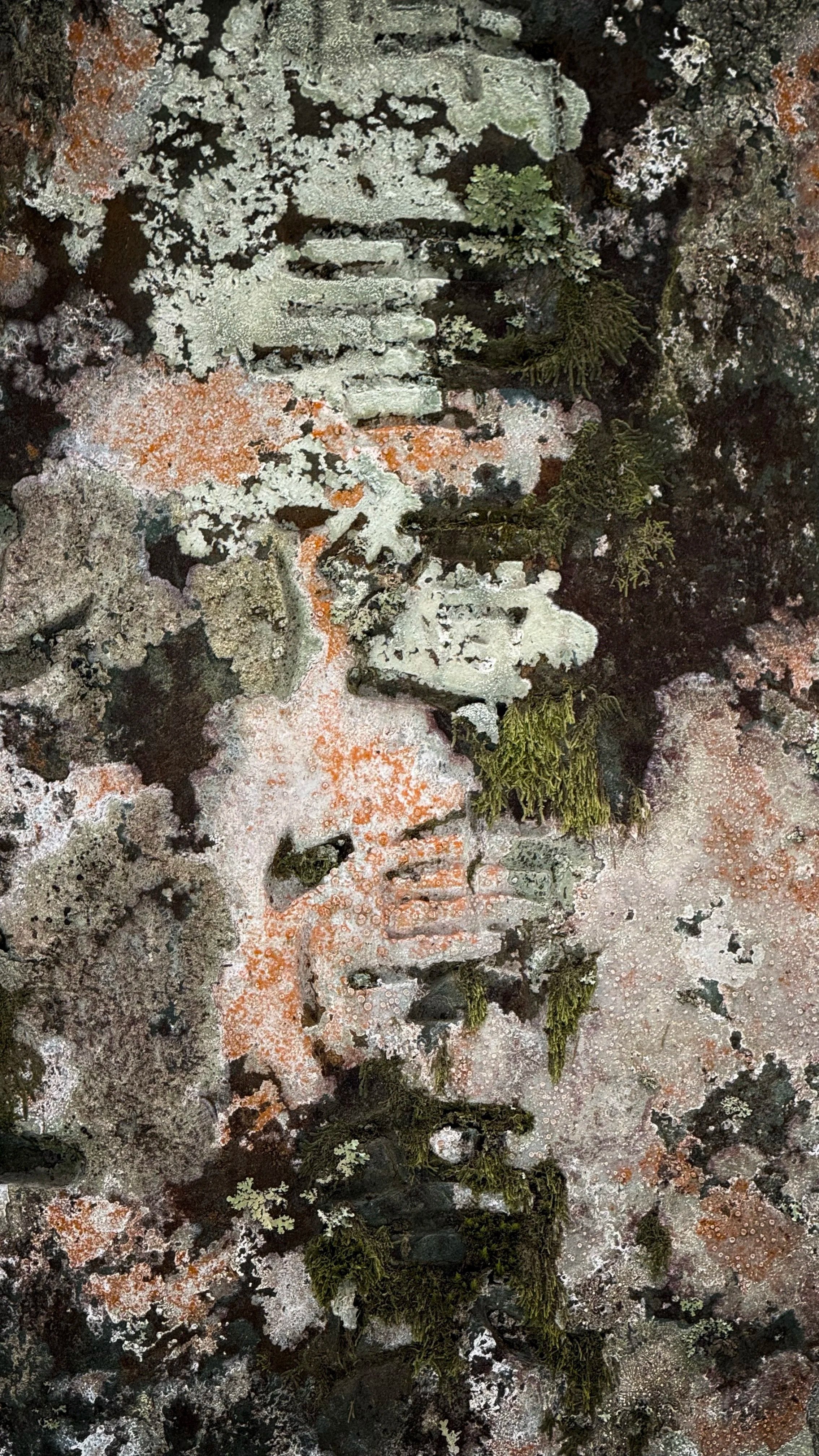 Lichen Among Us