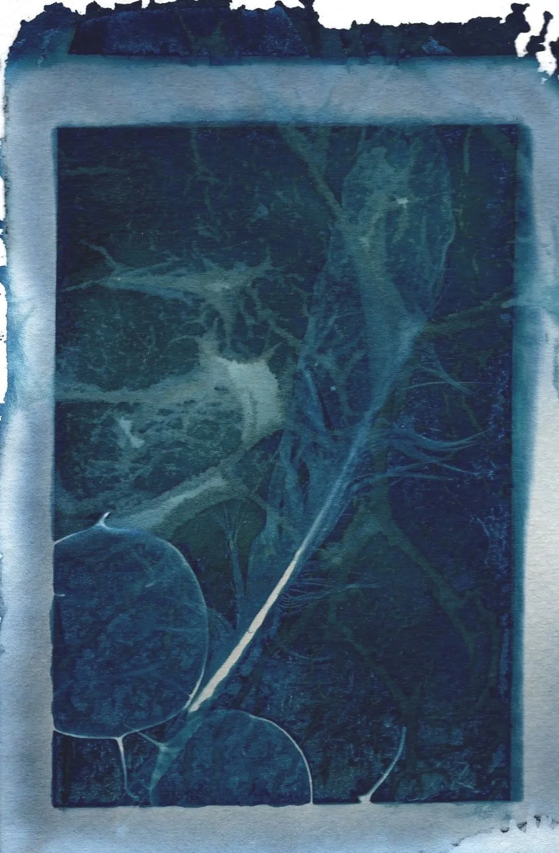 Dream catcher (wet cyanotype)
