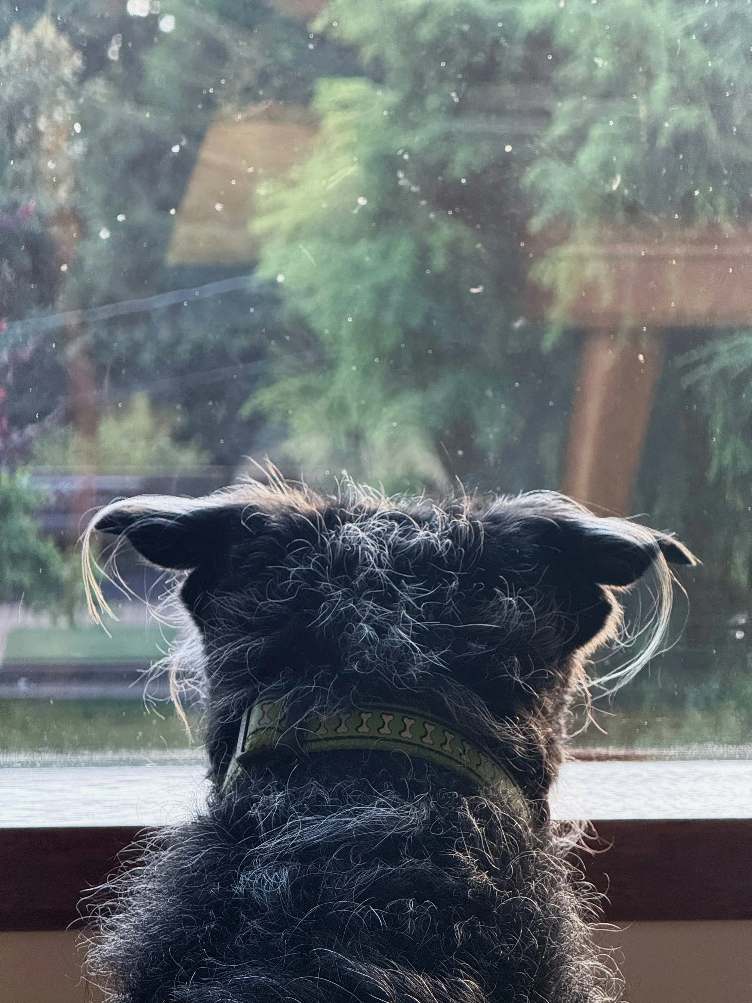 Pets & People