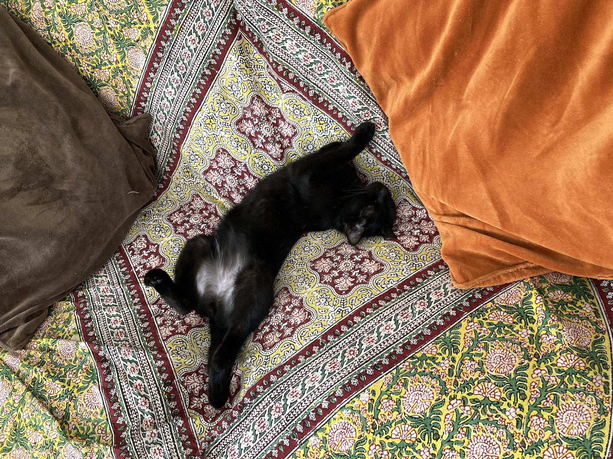 French cat collage