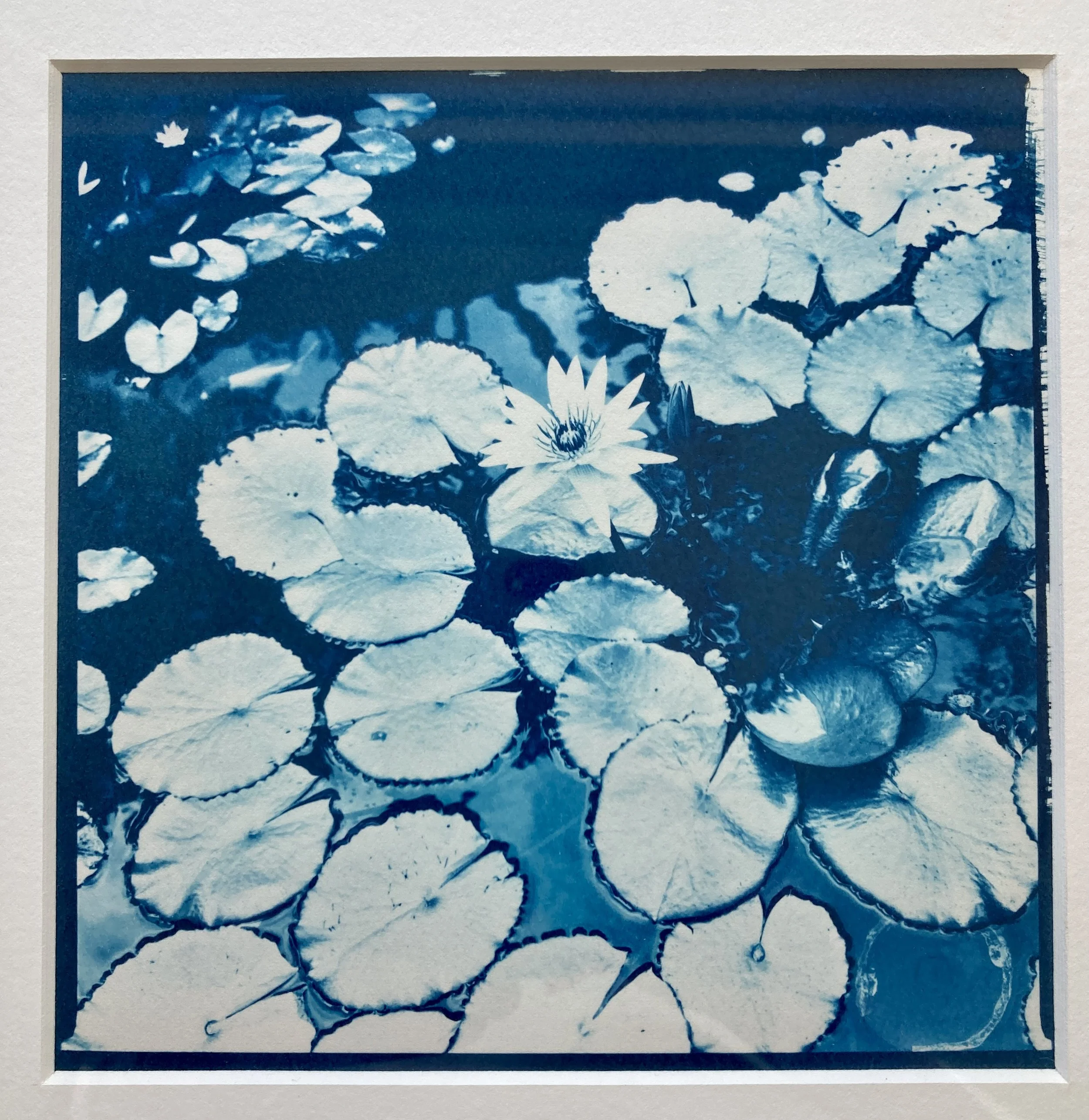 Lily pads in the city