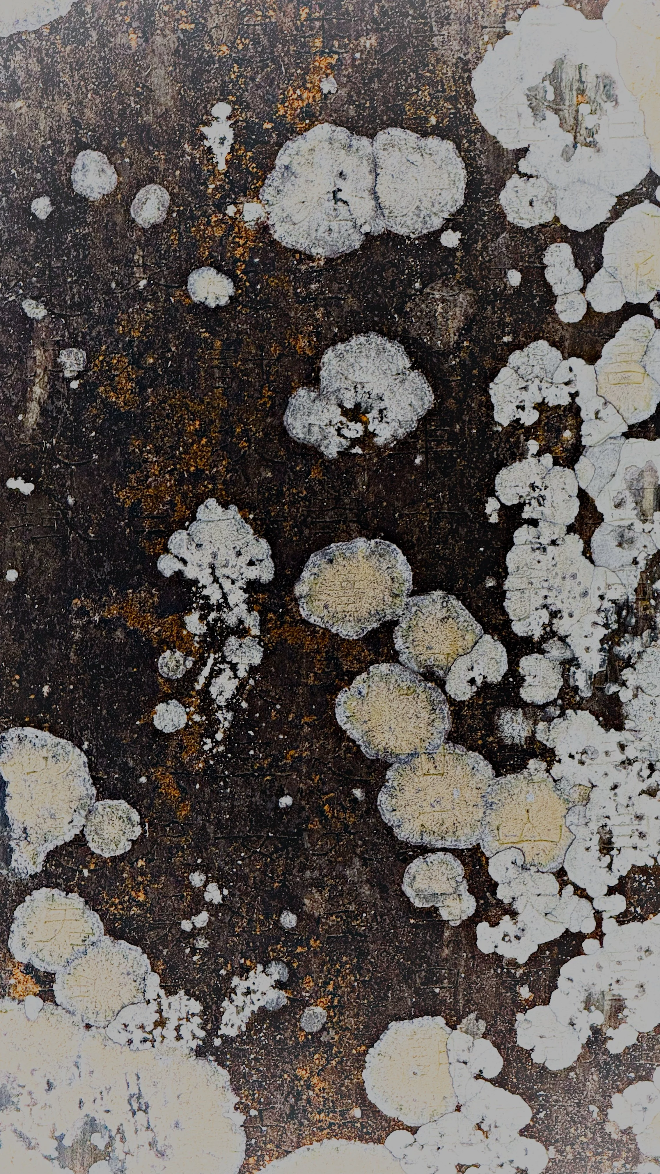 Lichen4_Japan2025.jpeg