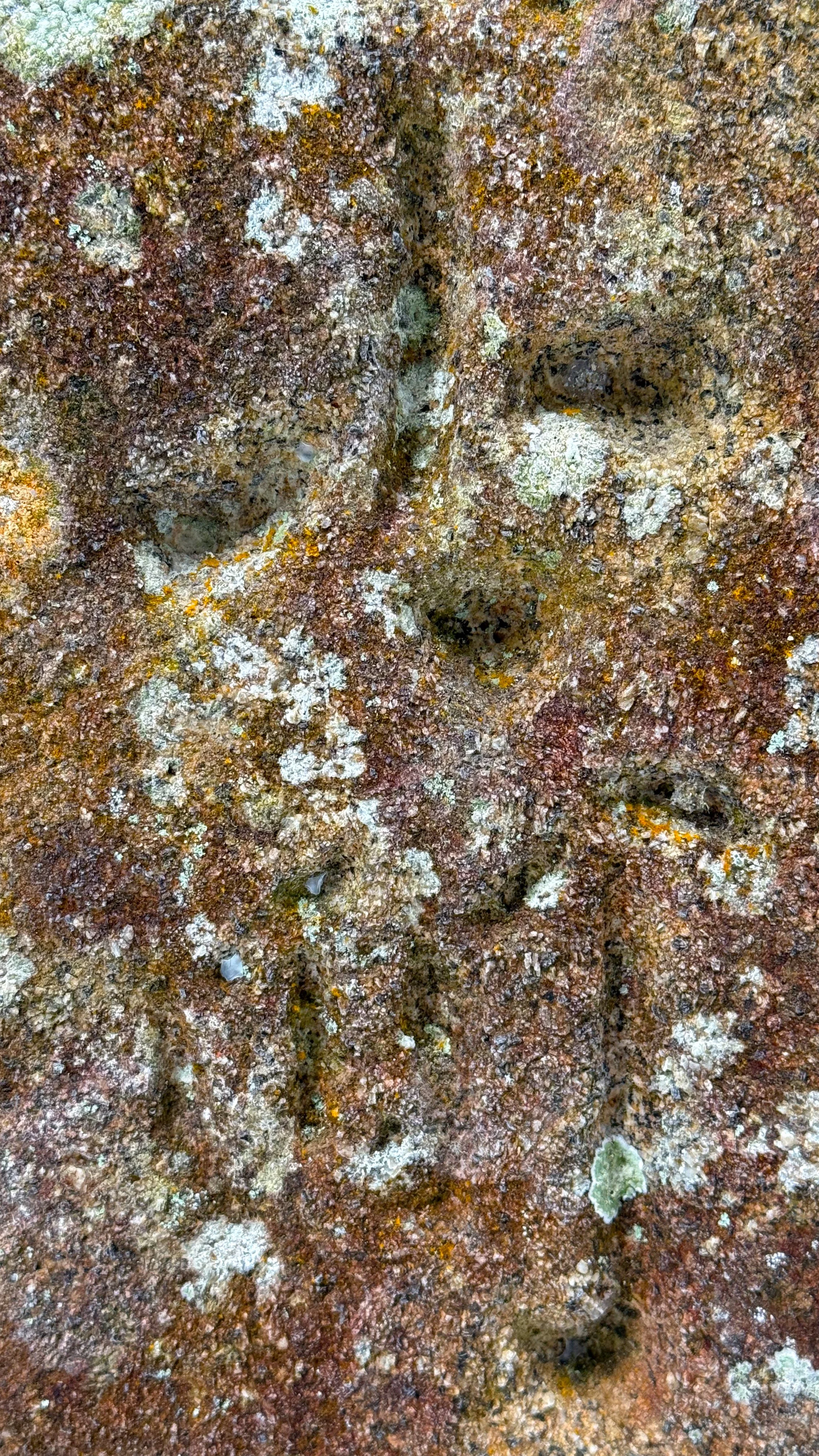 Lichen6_carving_Japan2025.jpg
