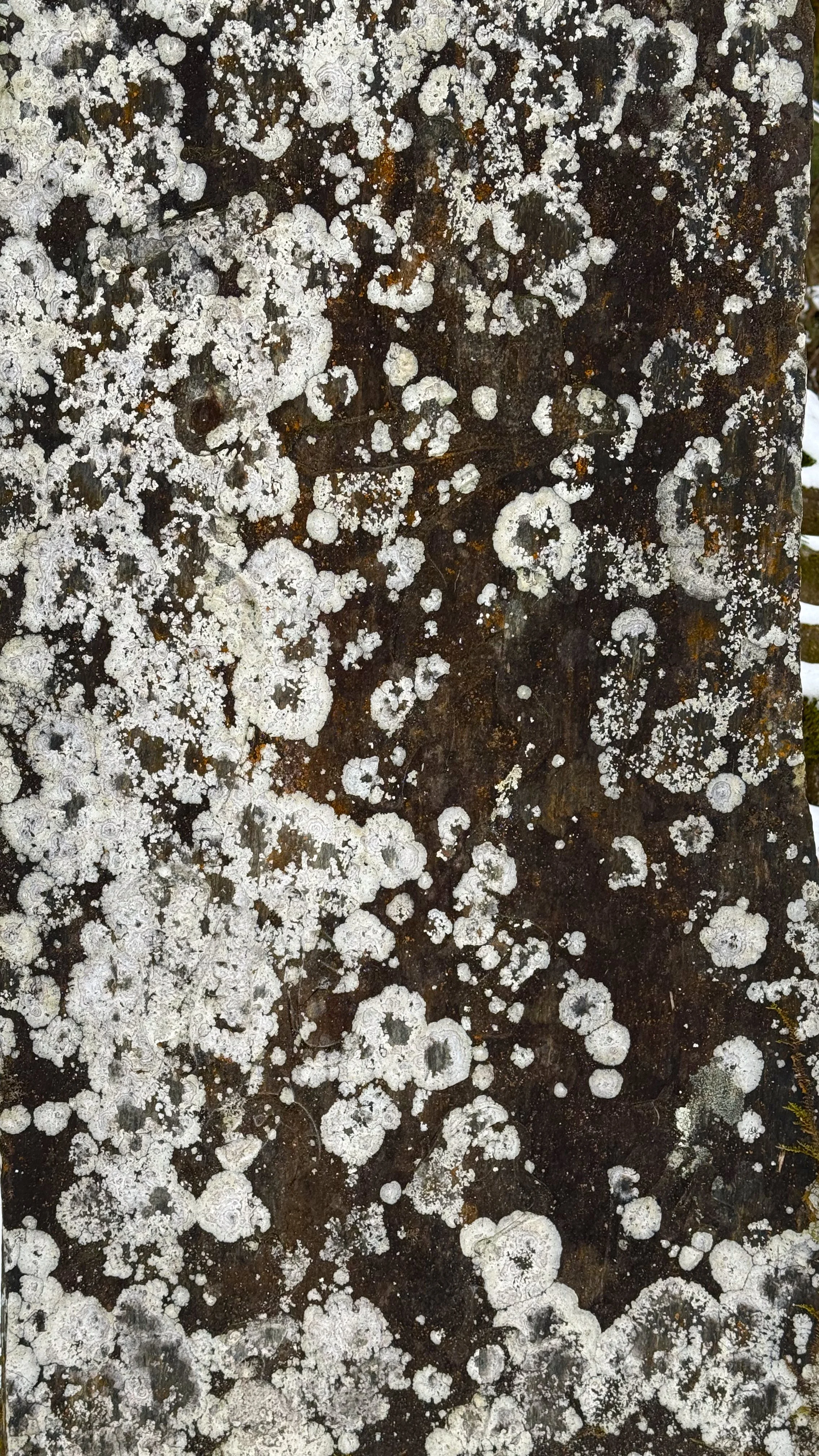 Lichen7_Japan2025.jpg