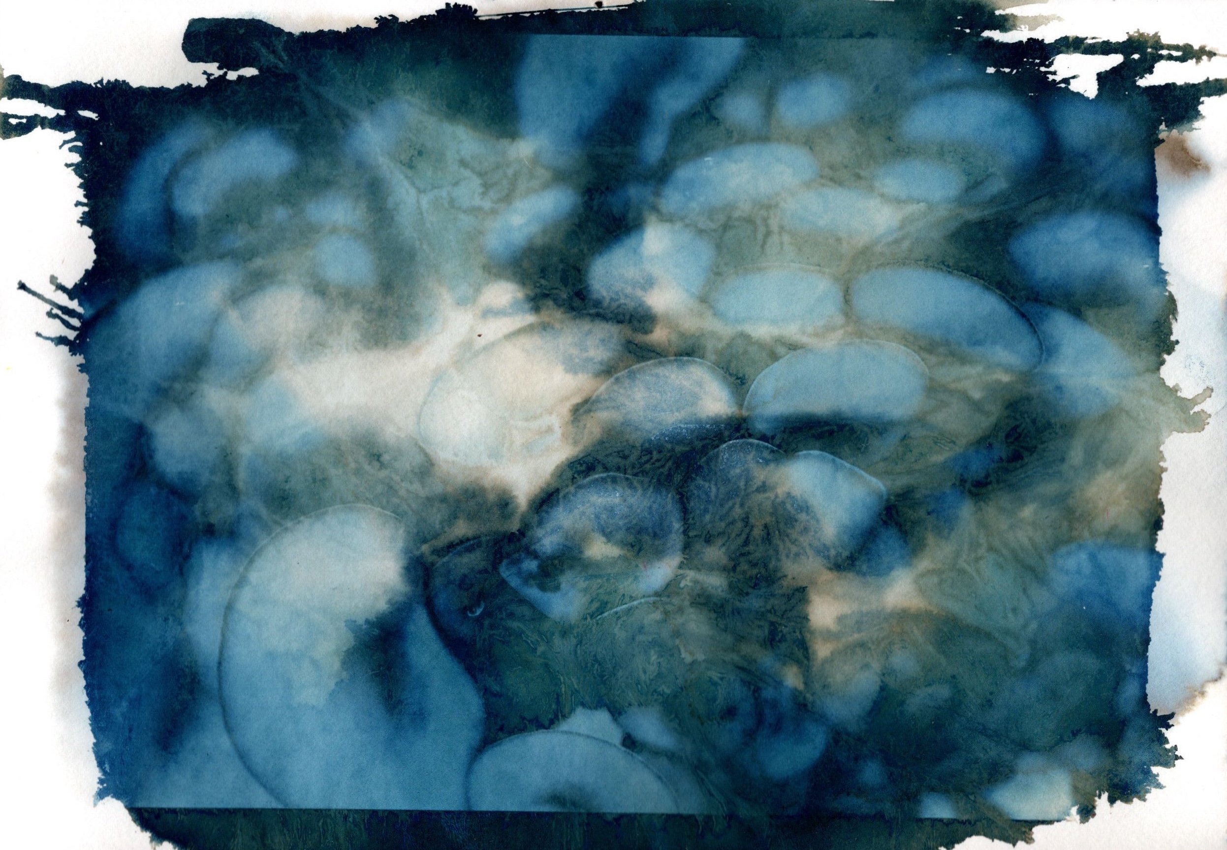 Mushrooms ate my homework (wet cyanotype) 