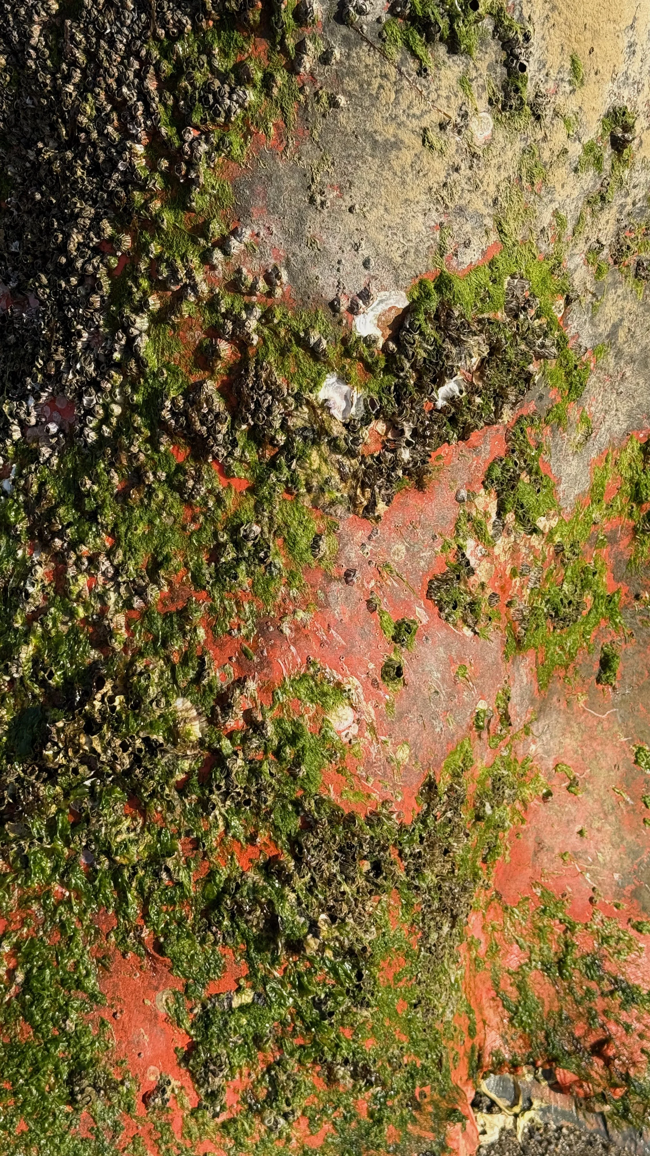Lichen3_Japan2025.jpg