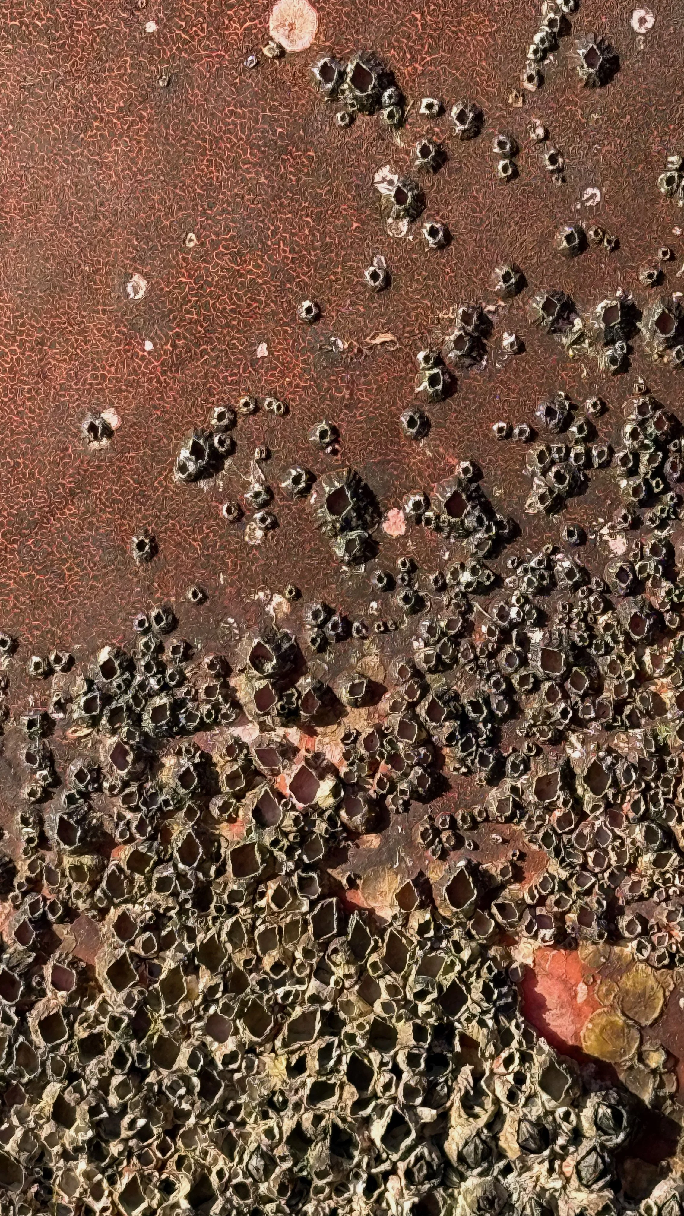 Barnacles1_Japan2025.jpg