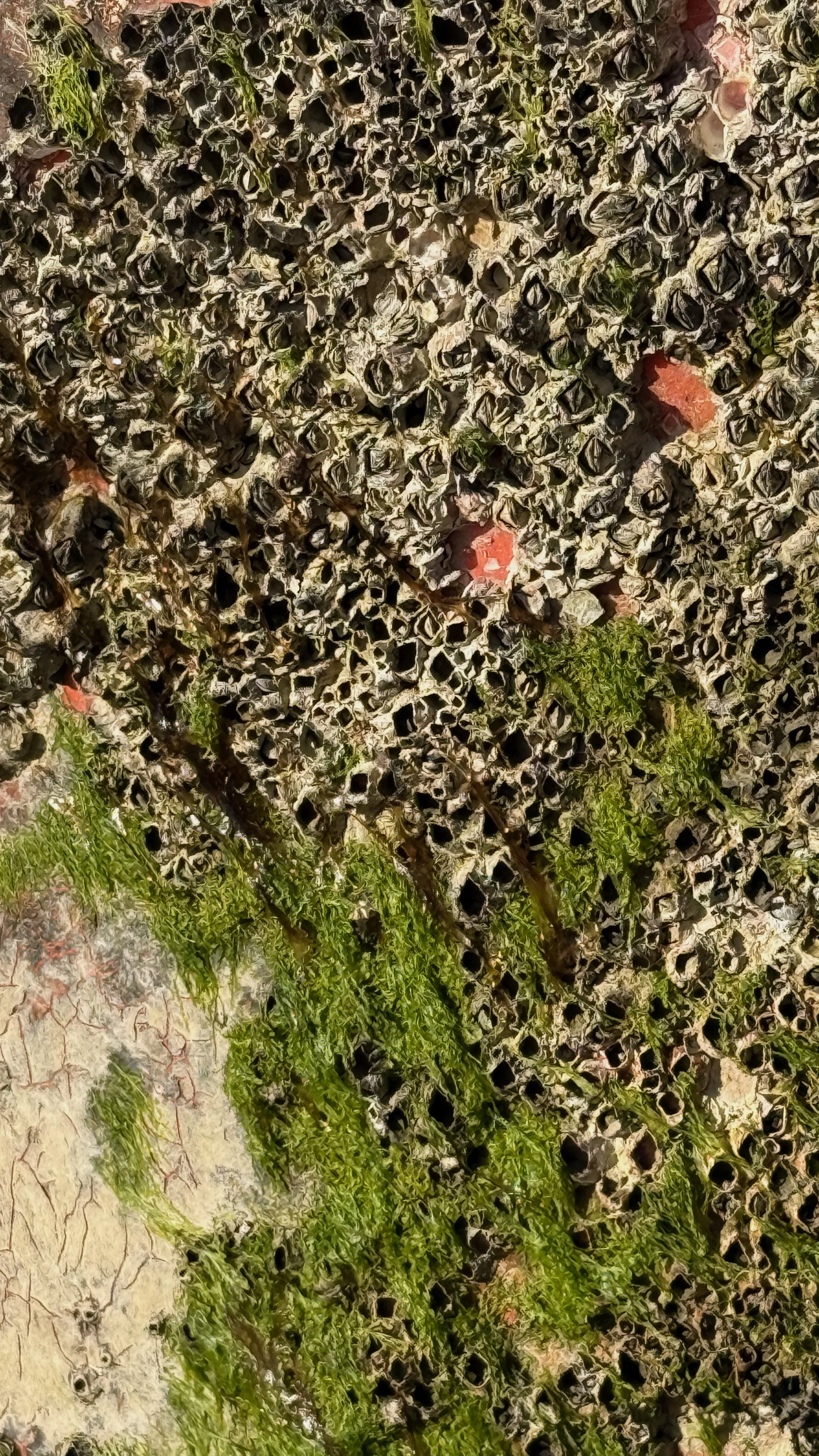 Barnacles2_Japan2025.jpg