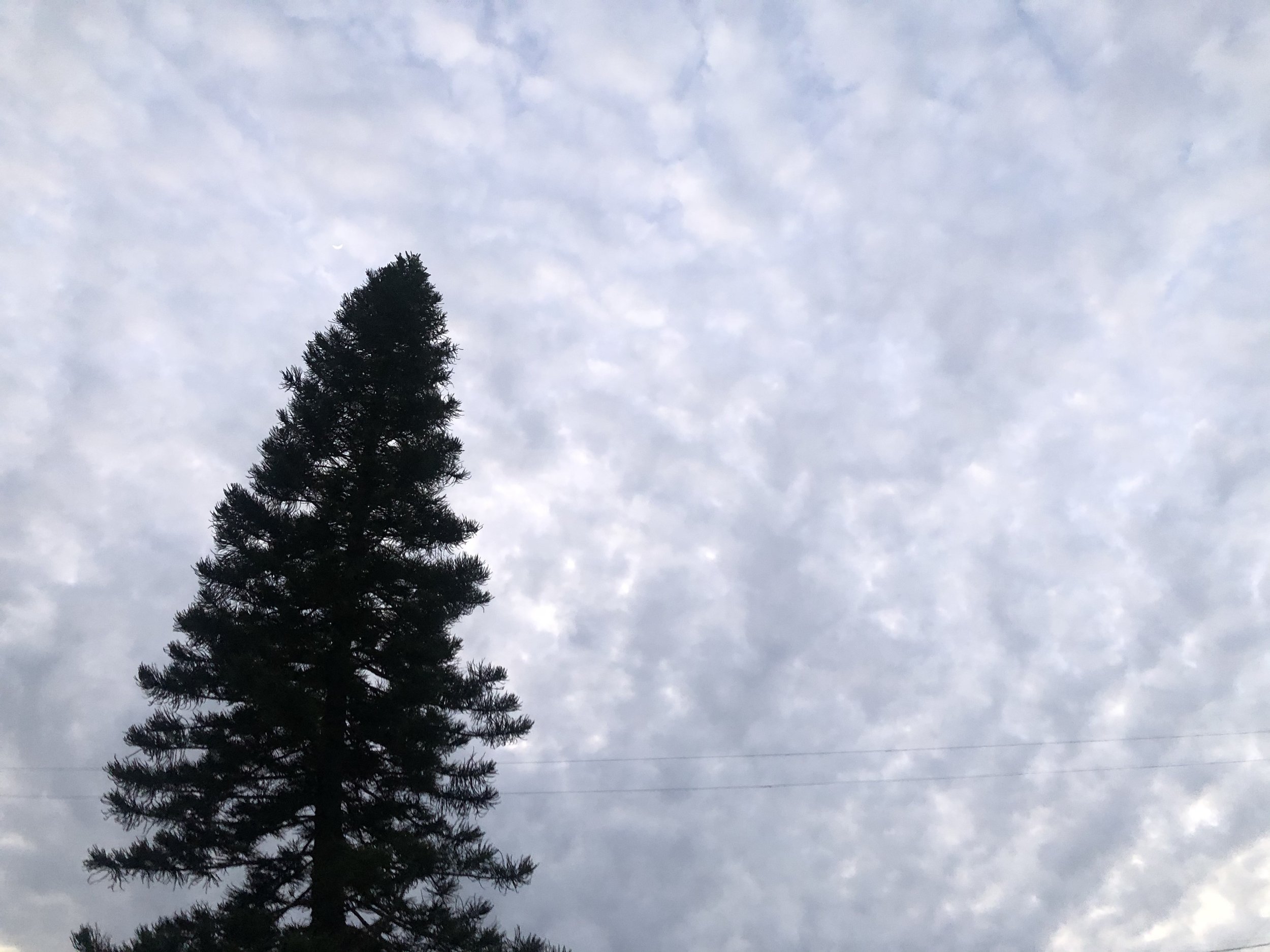IMG_4904.jpeg