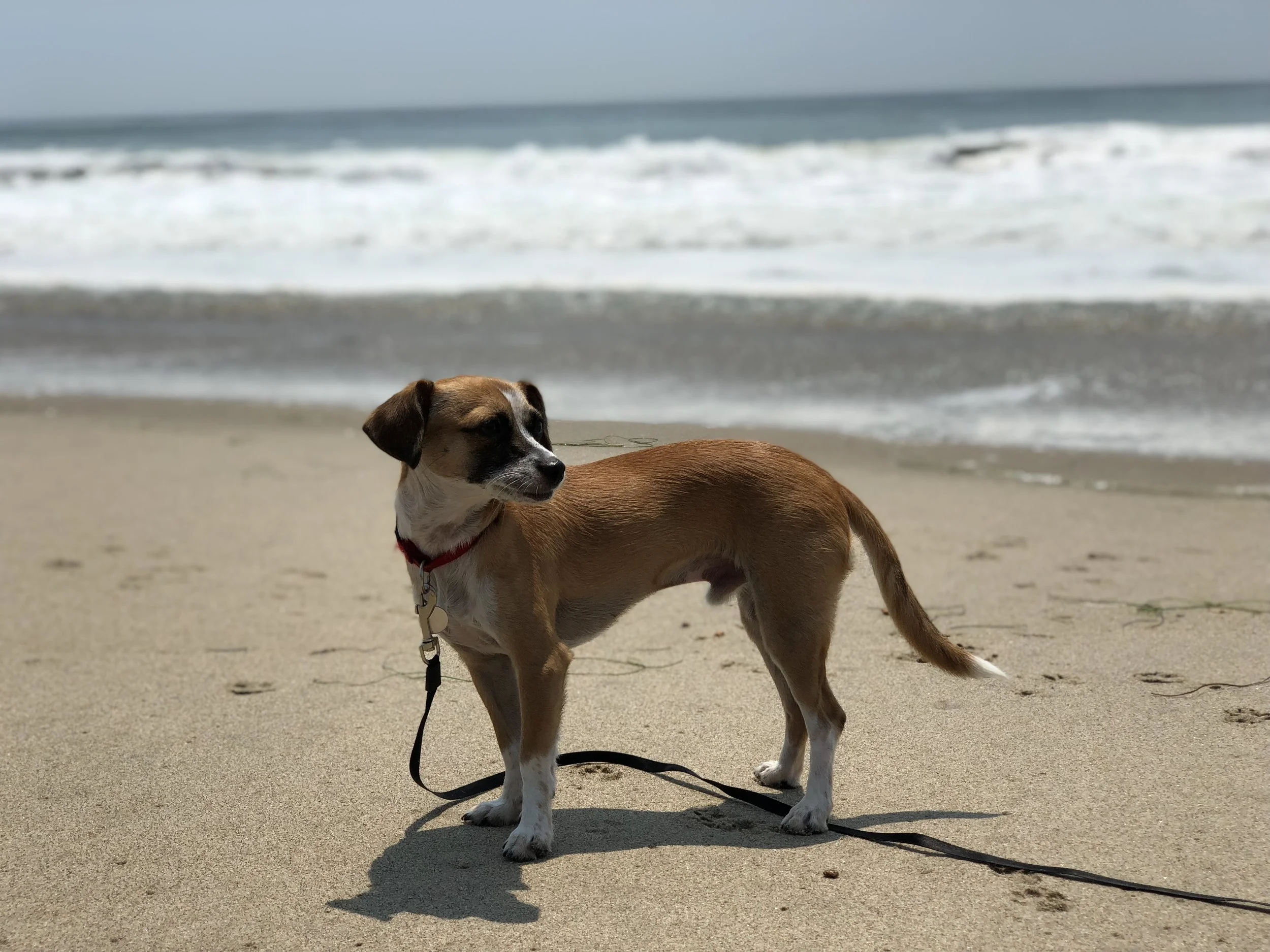 Leo Carrillo State Beach, 2018